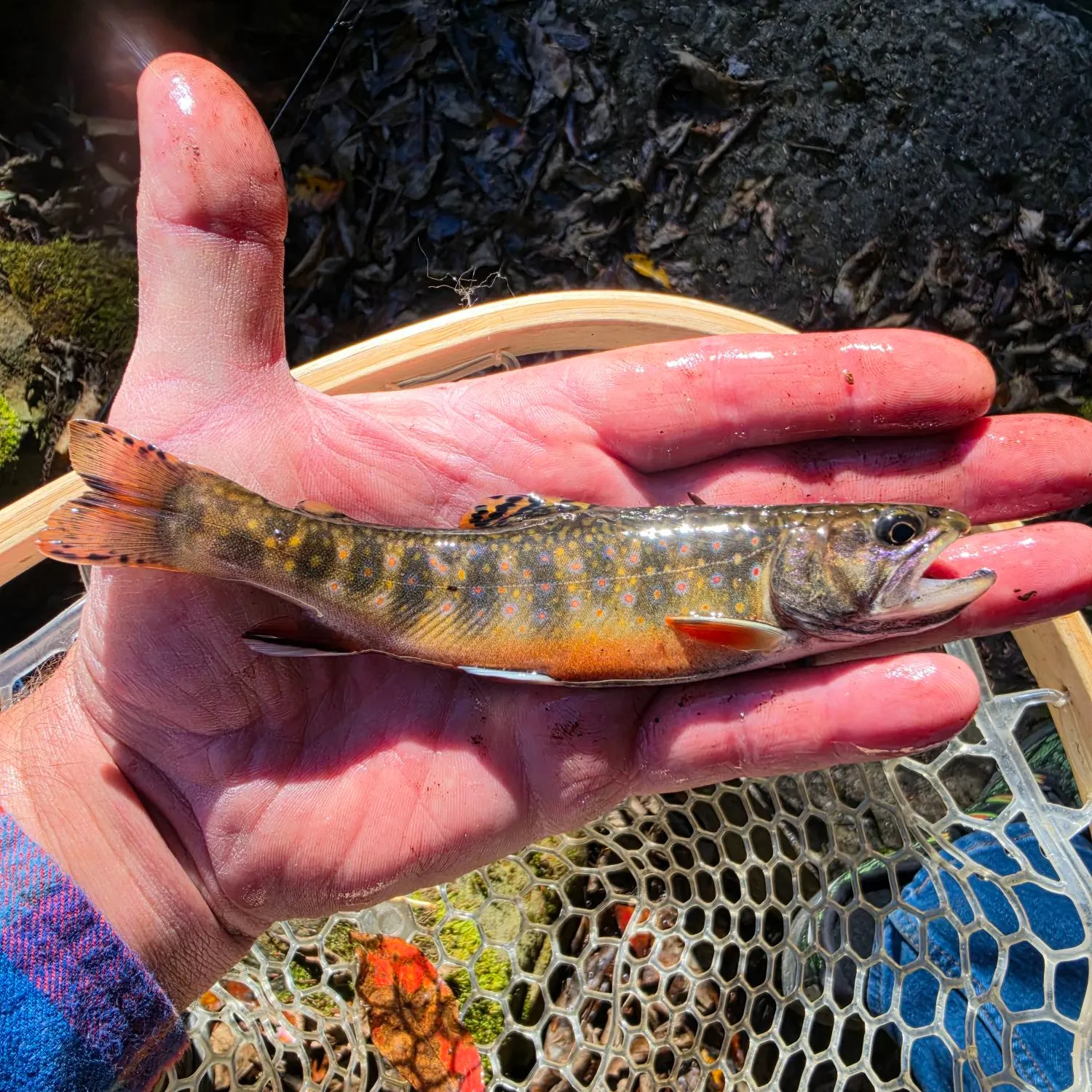 Brook trout caught on Fishbrain