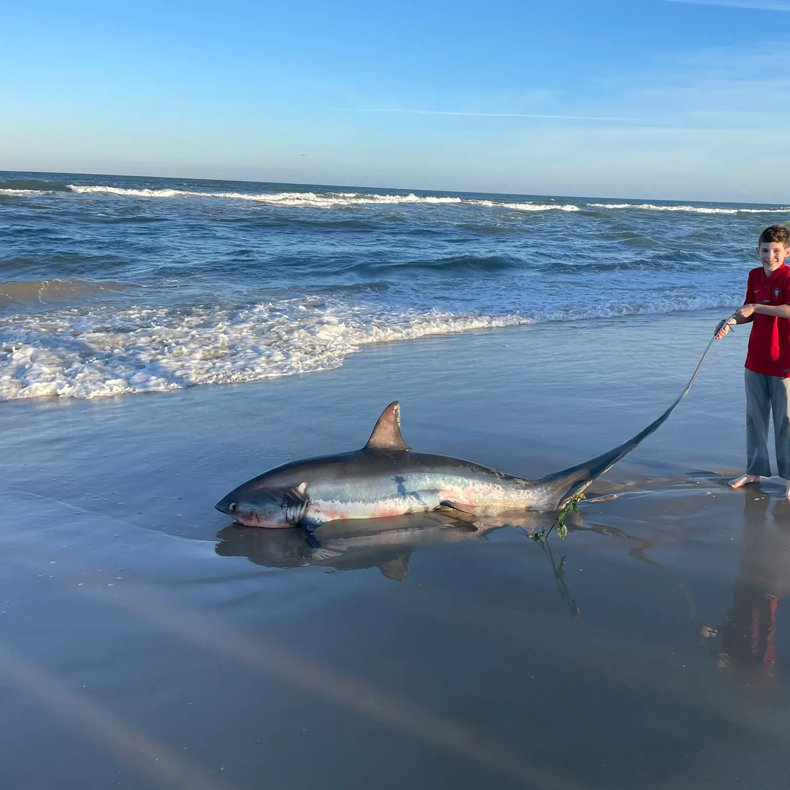 The most recent Common thresher catches on Fishbrain