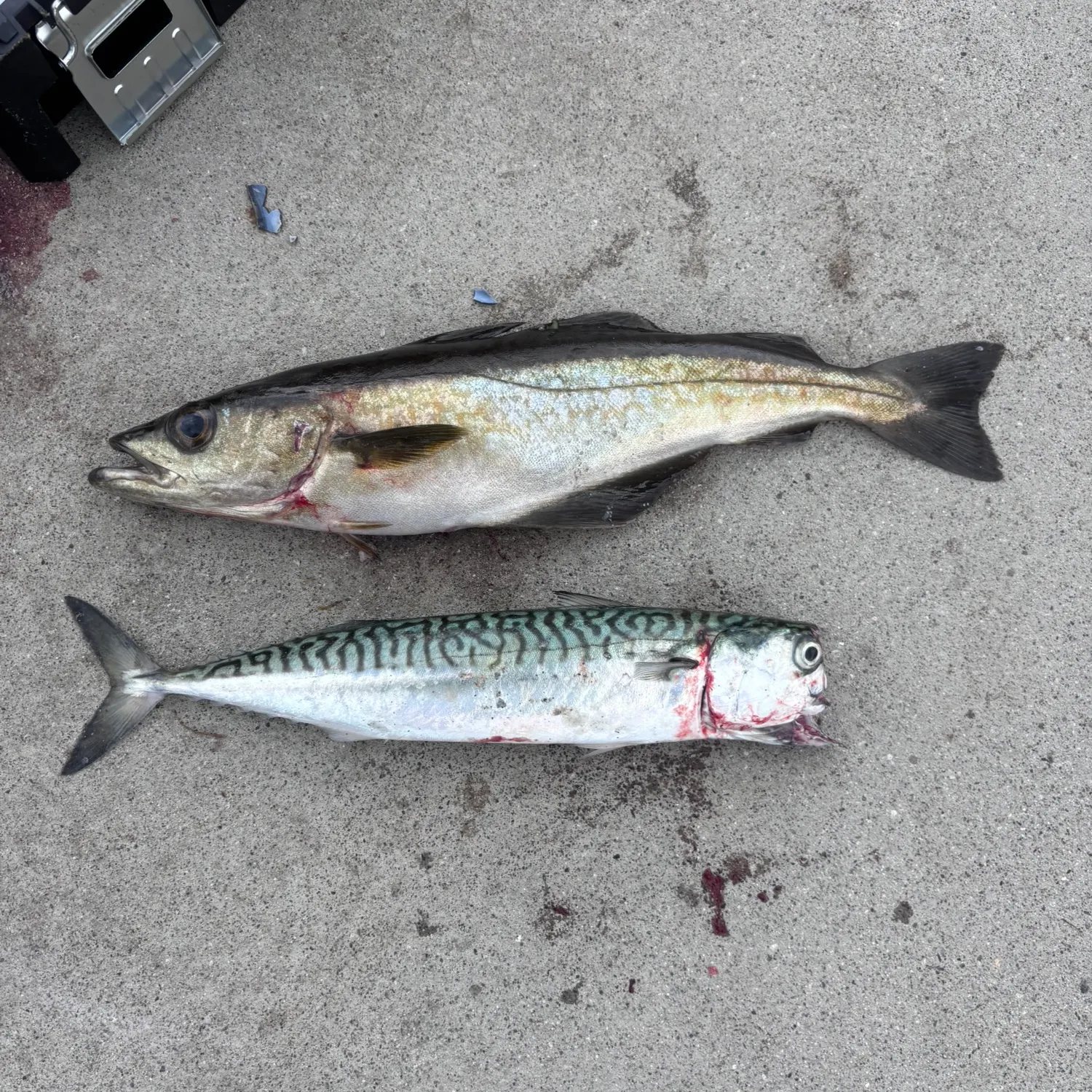 Atlantic mackerel caught on Fishbrain
