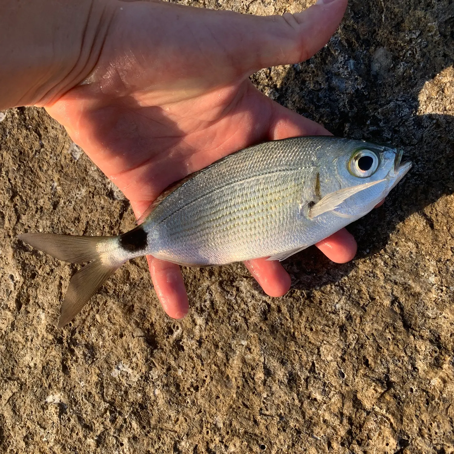 The most recent Saddled seabream catches on Fishbrain