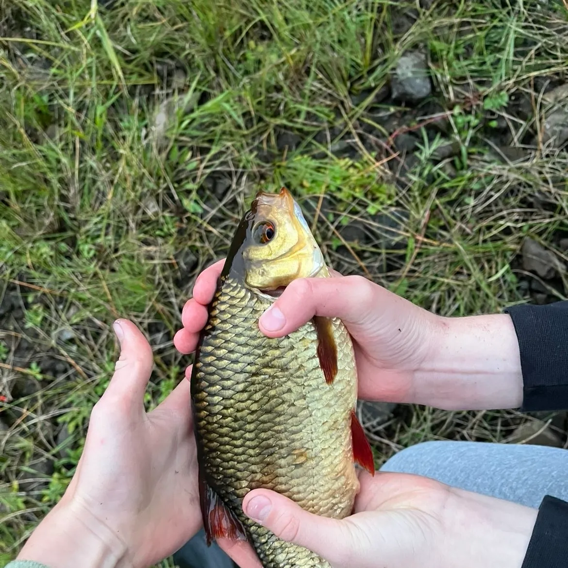White bream caught on Fishbrain