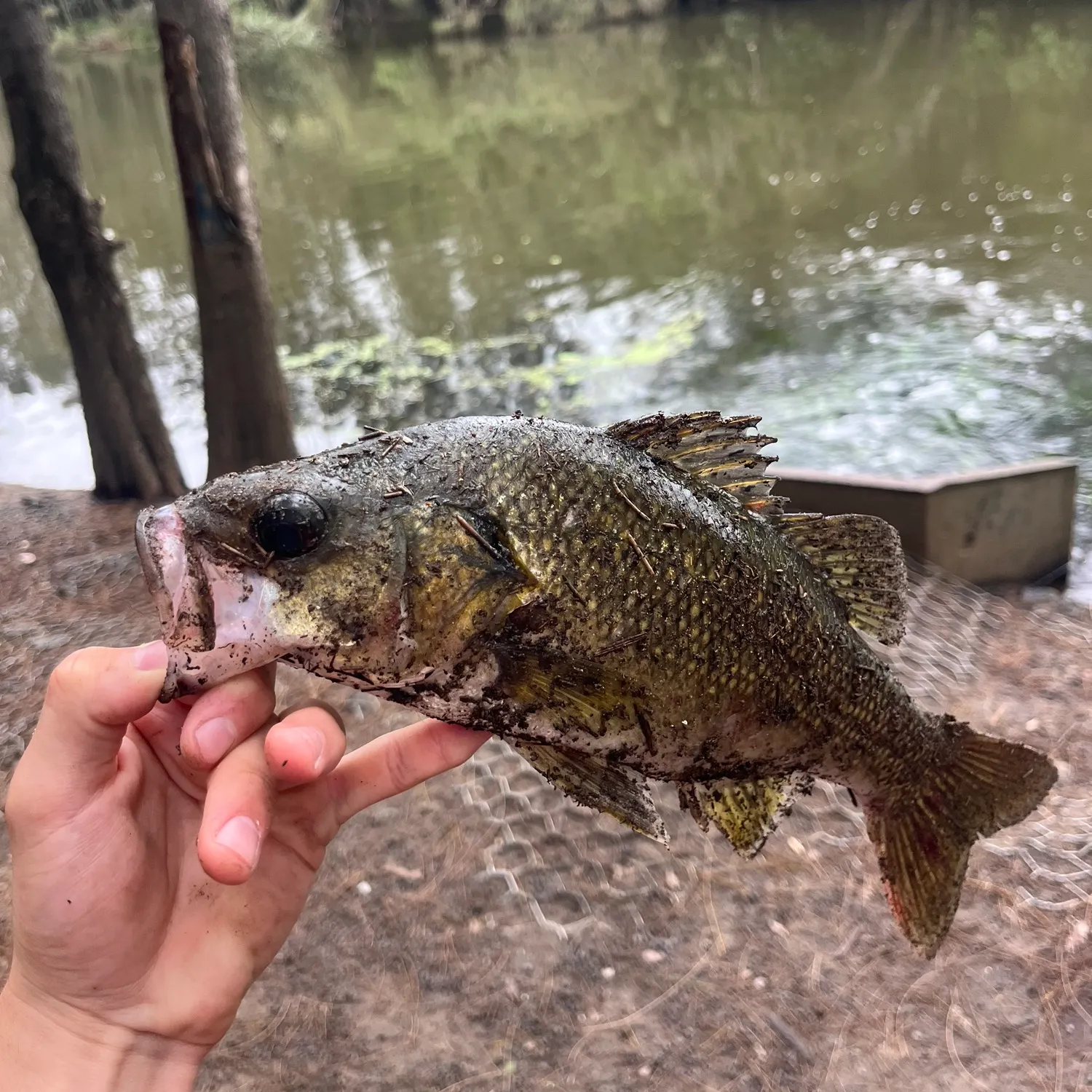 Australian bass caught on Fishbrain
