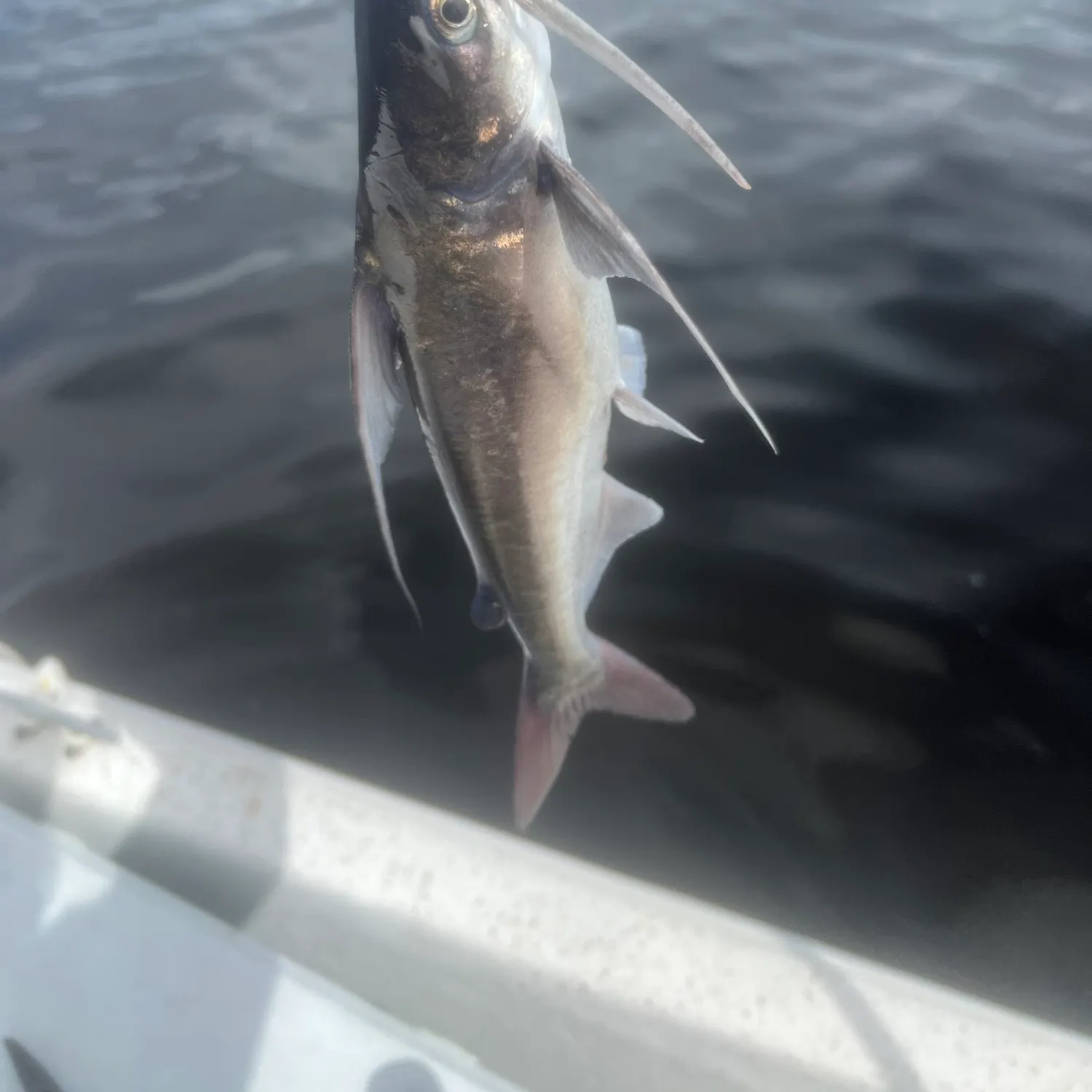 Gafftopsail sea catfish caught on Fishbrain