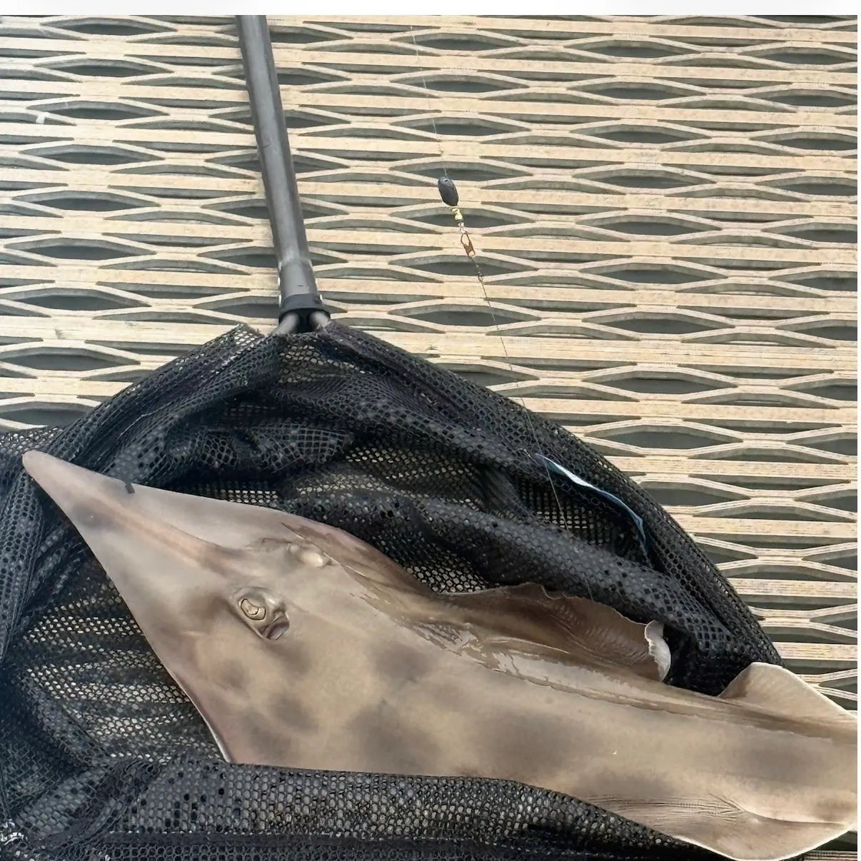 The most recent Pacific shovelnose guitarfish catches on Fishbrain