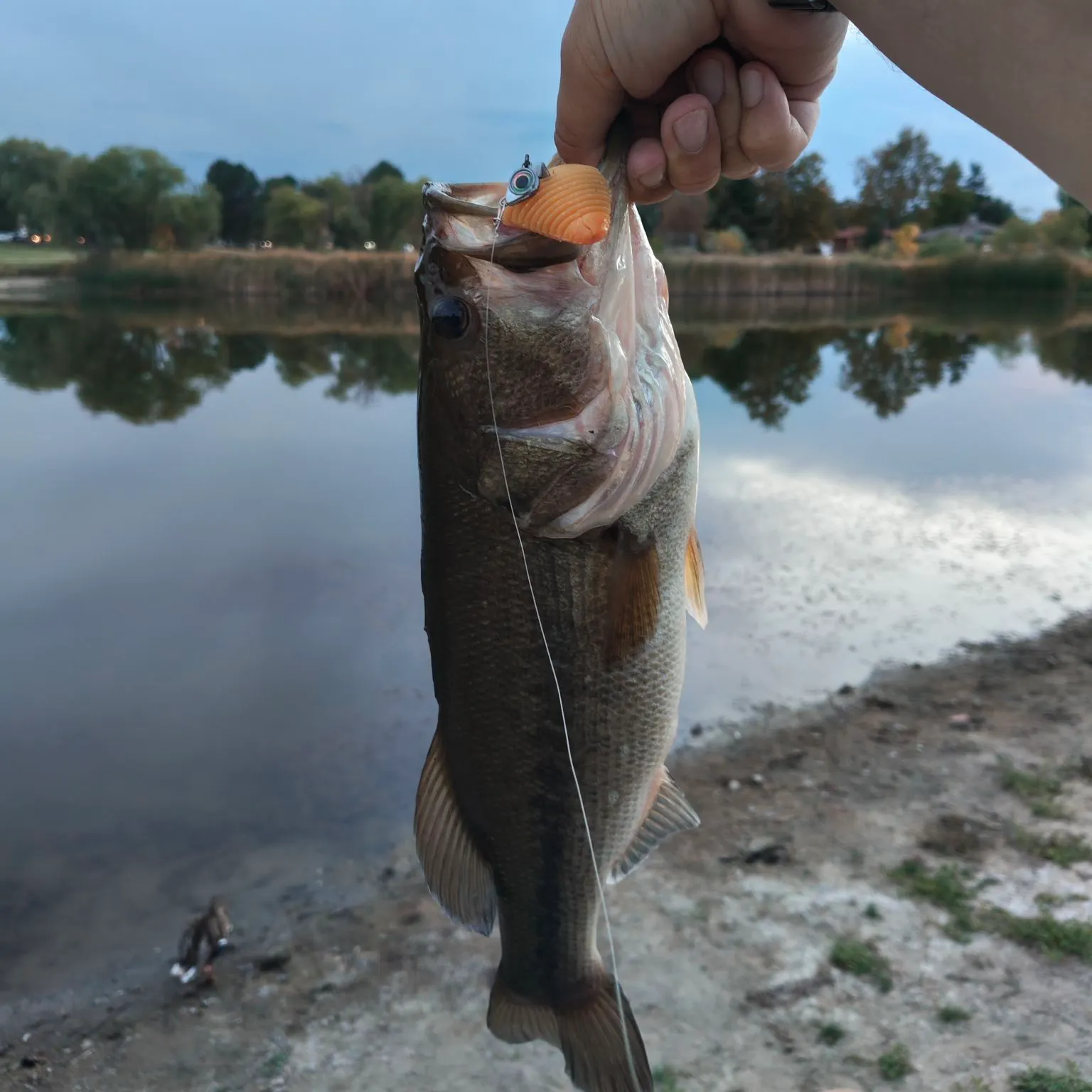 Largemouth bass caught on Fishbrain