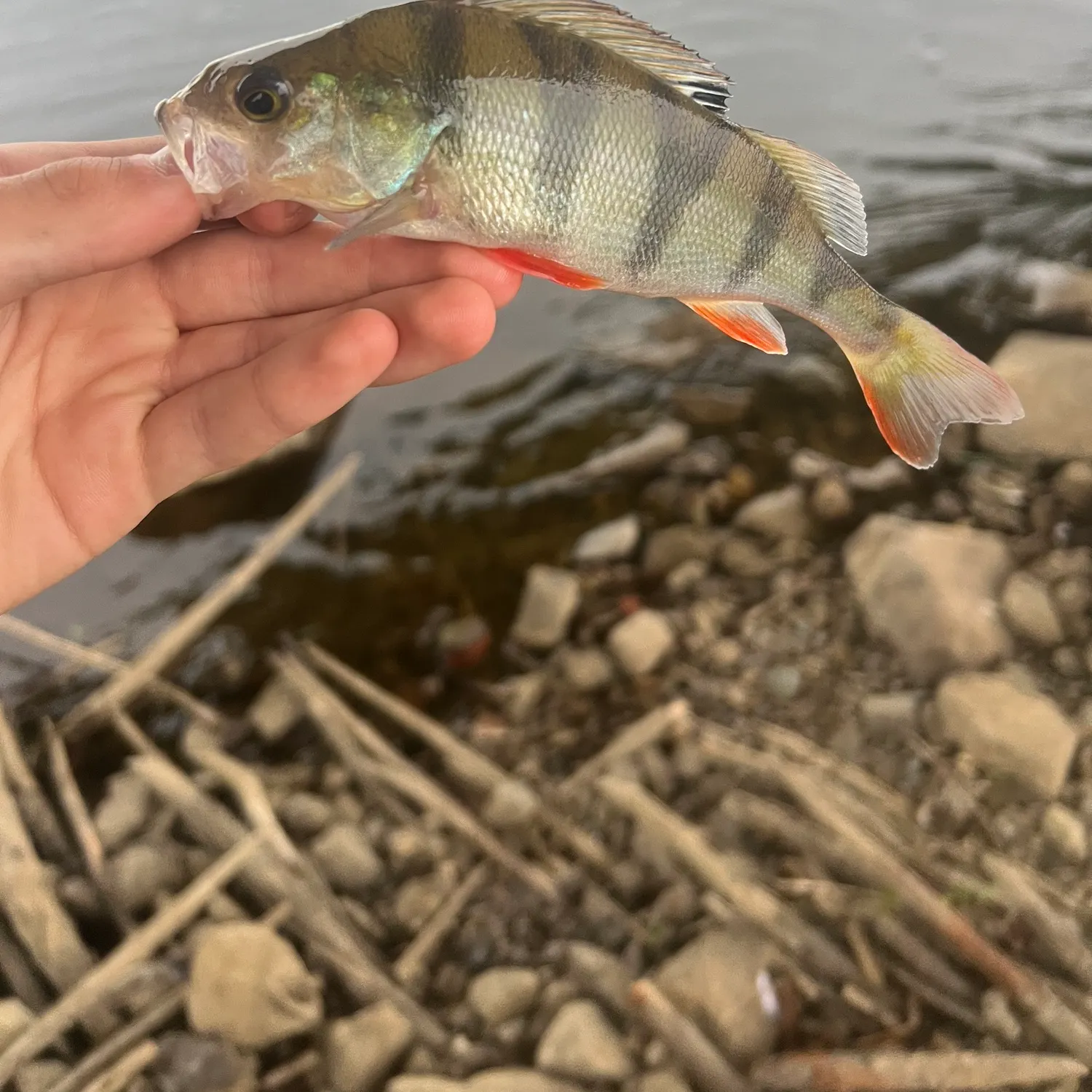 European perch caught on Fishbrain