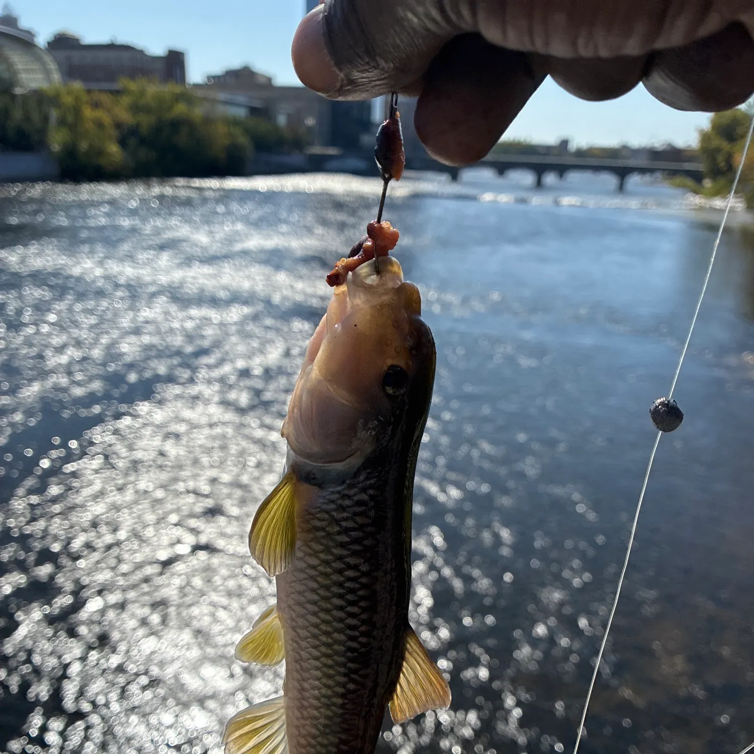 River chub caught on Fishbrain