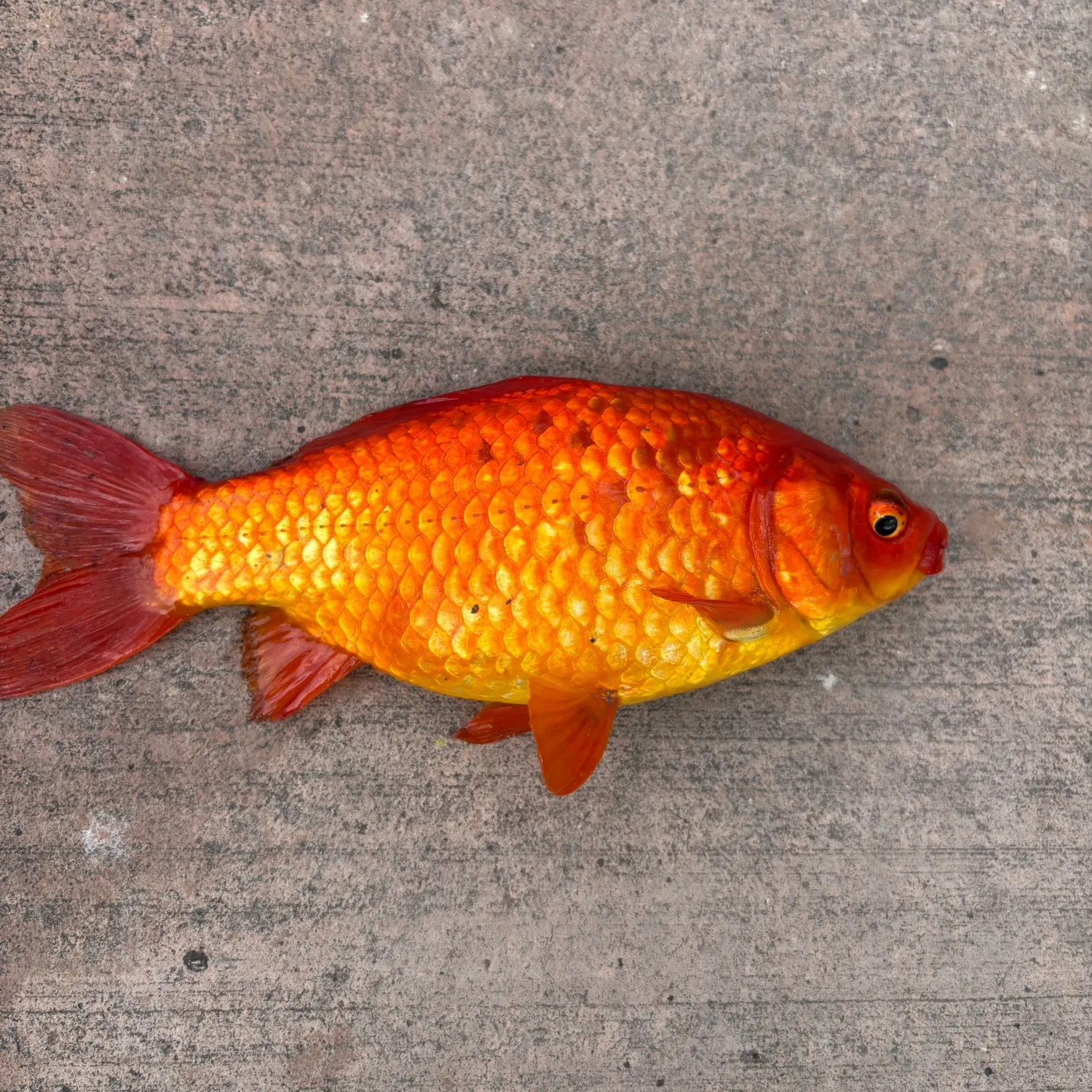 Goldfish caught on Fishbrain