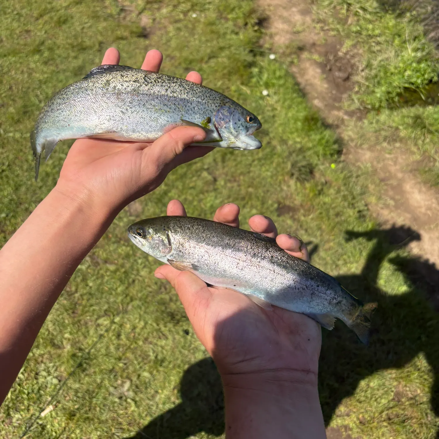 The most recent Rainbow trout catches on Fishbrain