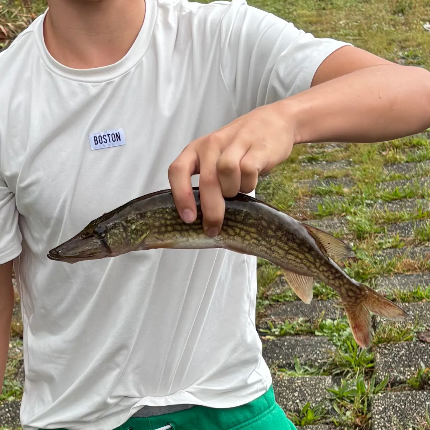 Chain pickerel caught on Fishbrain