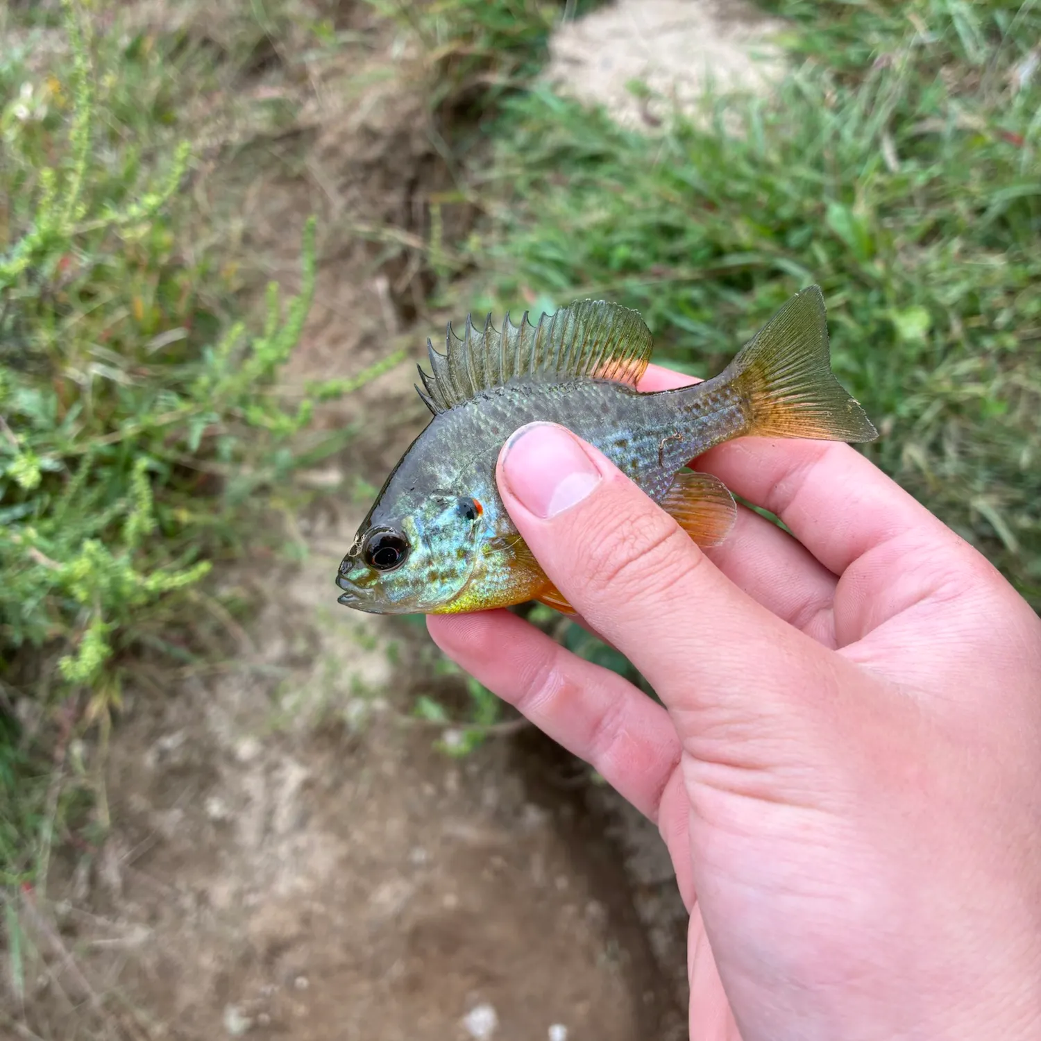 Pumpkinseed caught on Fishbrain