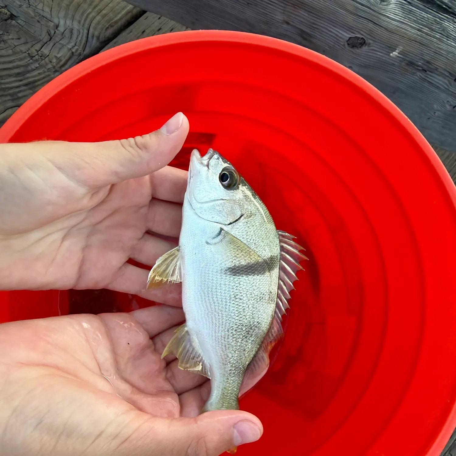 Sargo caught on Fishbrain
