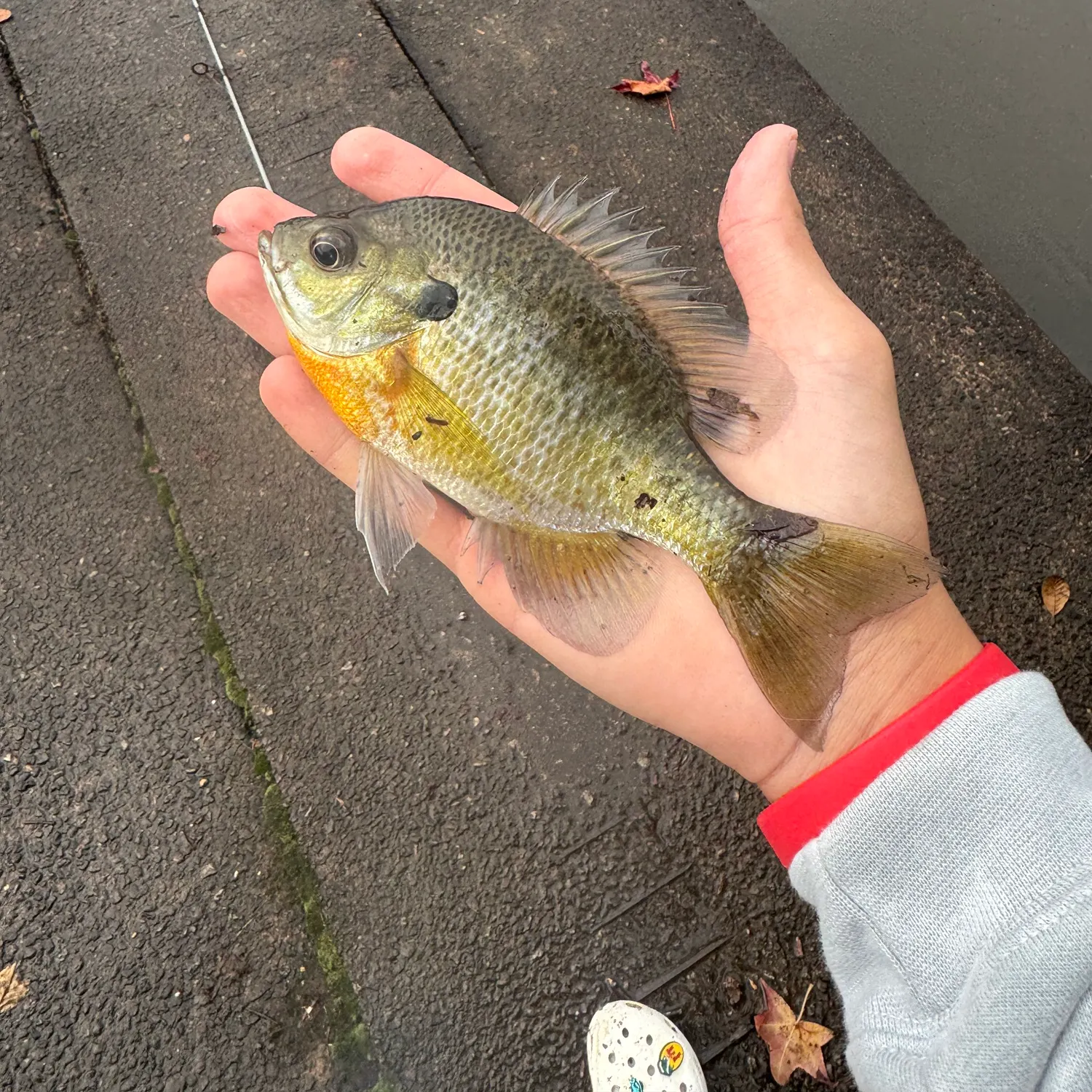 Bluegill caught on Fishbrain