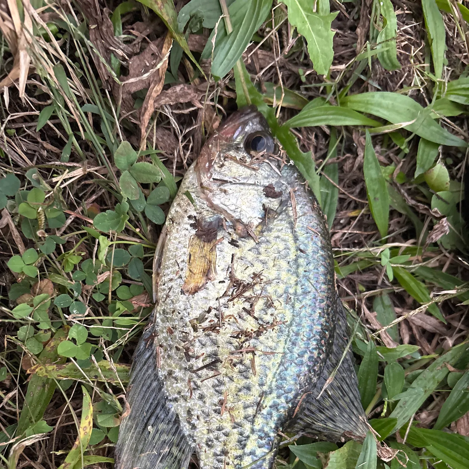 Black crappie caught on Fishbrain
