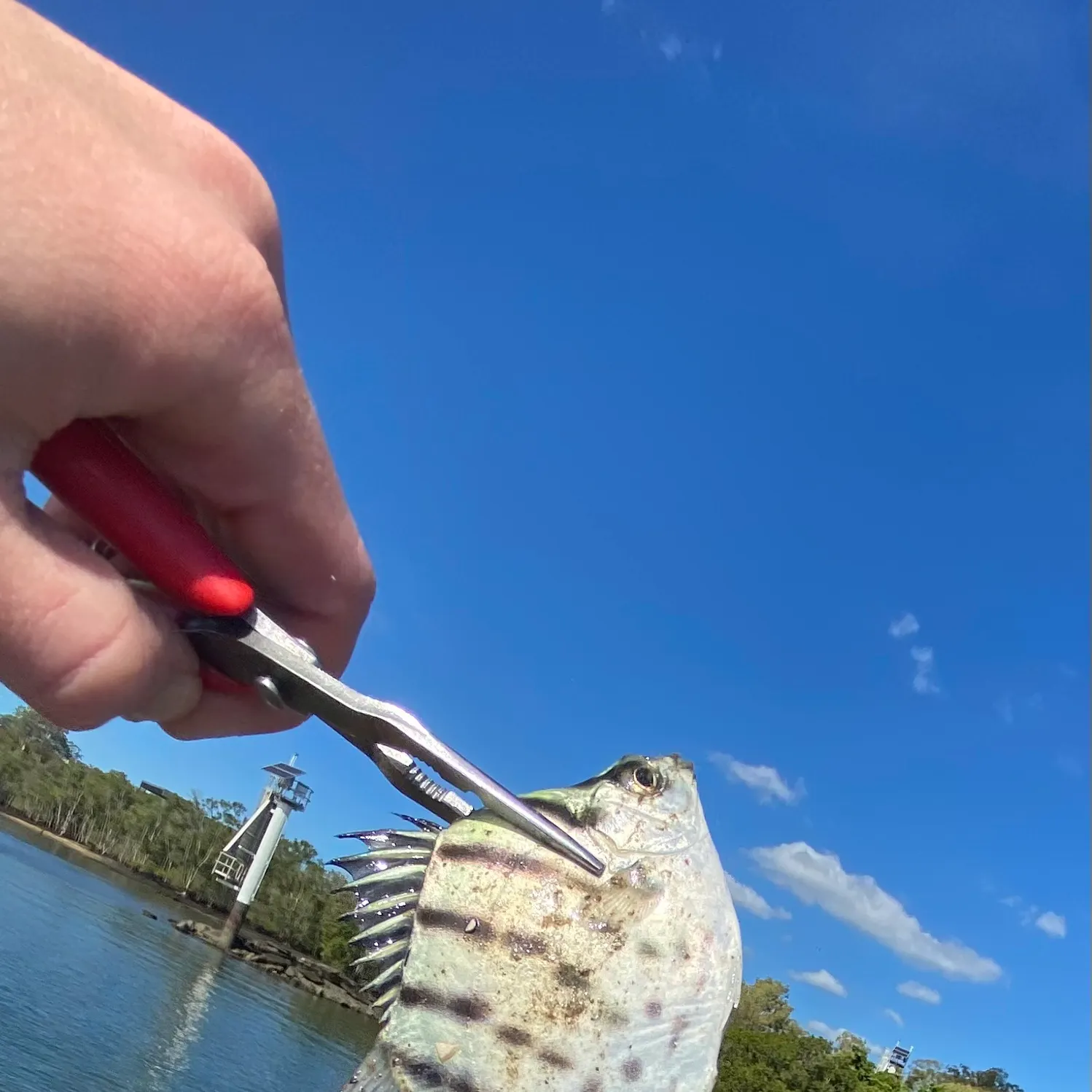 The most recent Spotbanded scat catches on Fishbrain