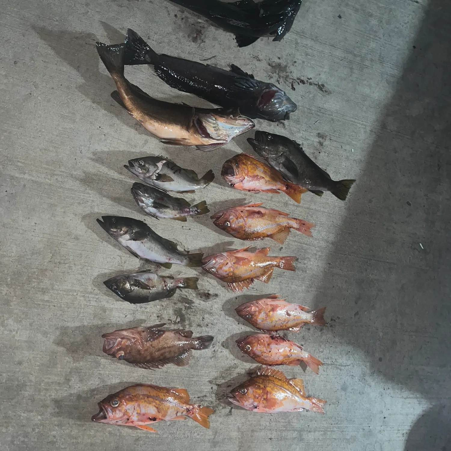 The most recent Canary rockfish catches on Fishbrain