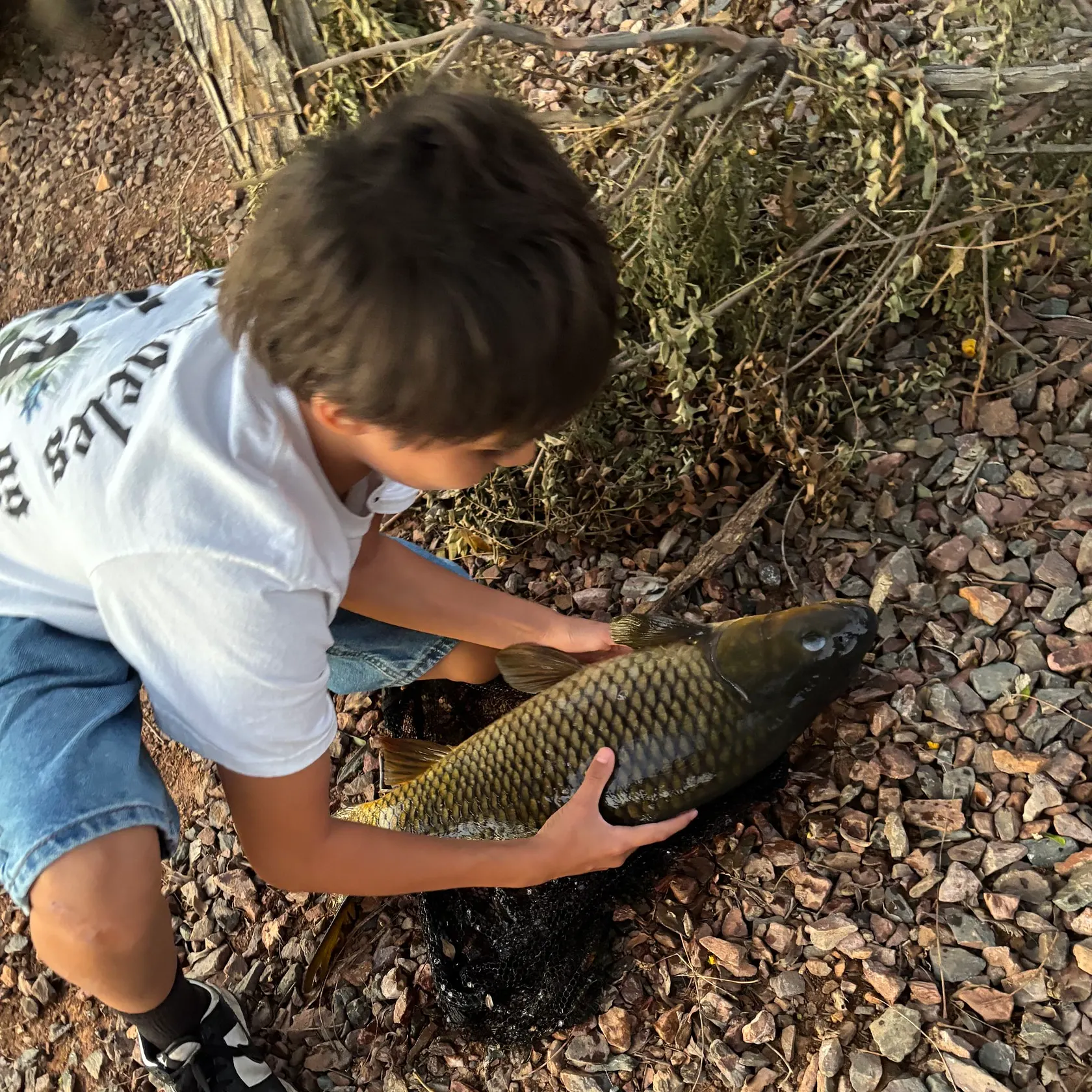 Common carp caught on Fishbrain