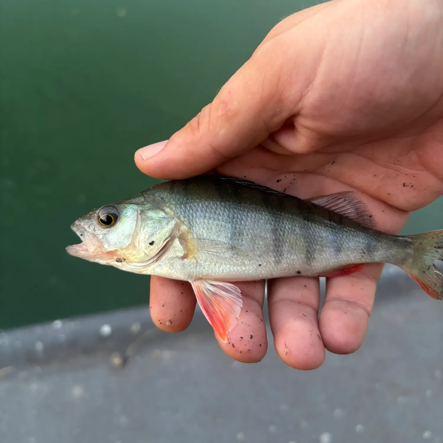 European perch caught on Fishbrain