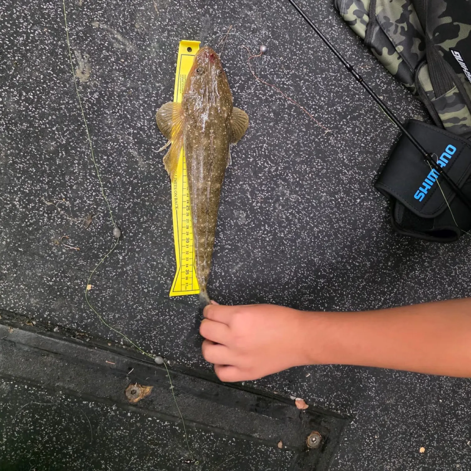 recently logged catches