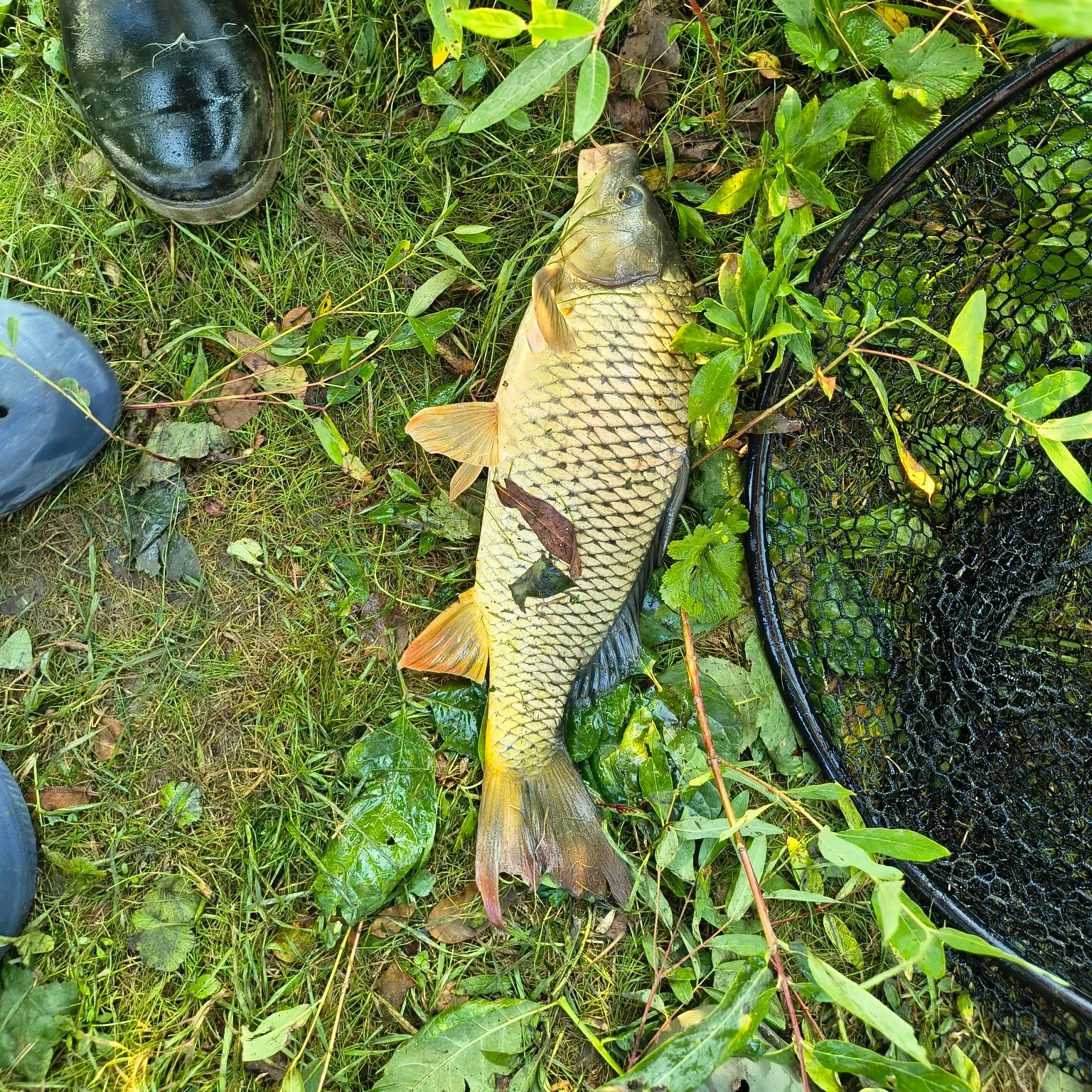 Common carp caught on Fishbrain
