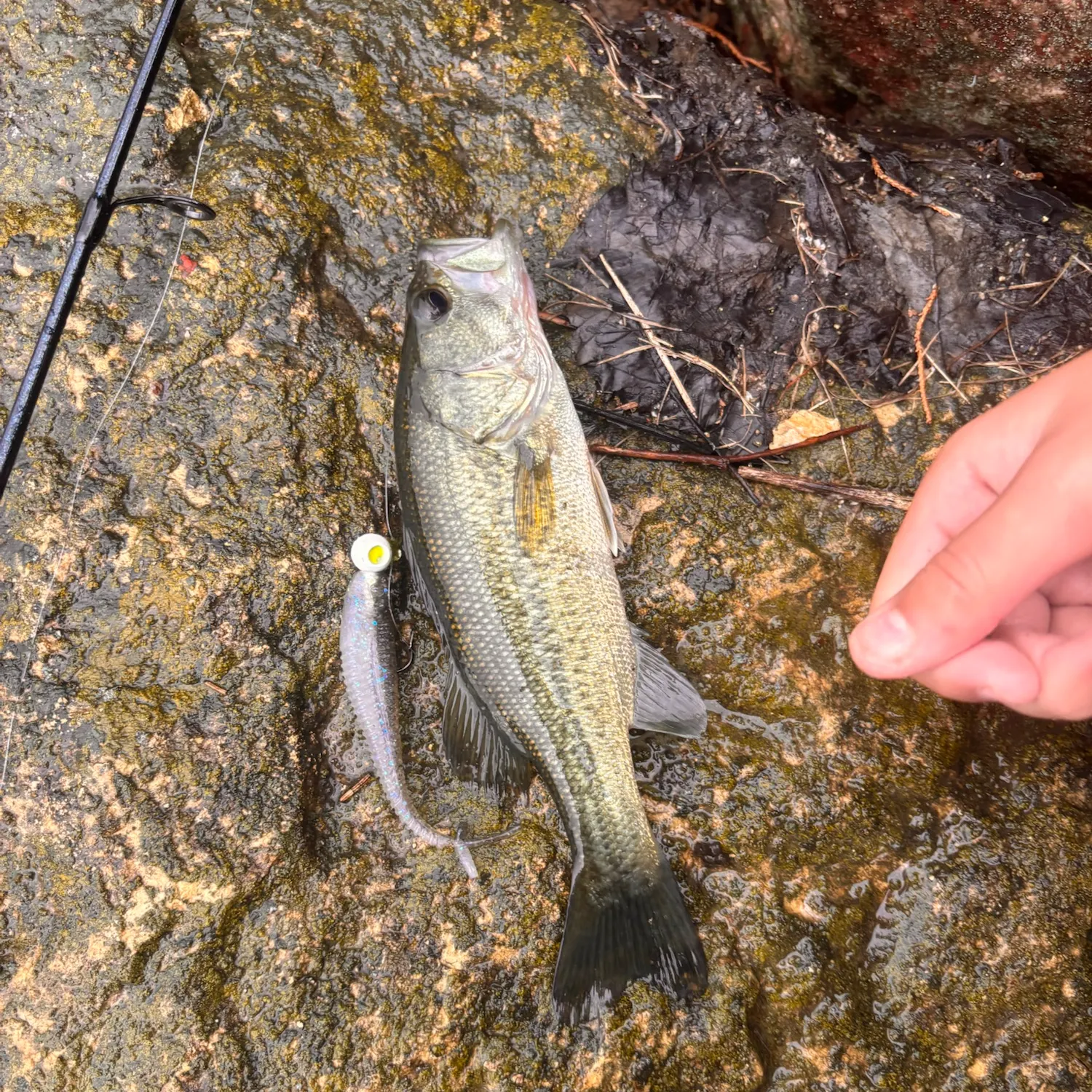 Largemouth bass caught on Fishbrain