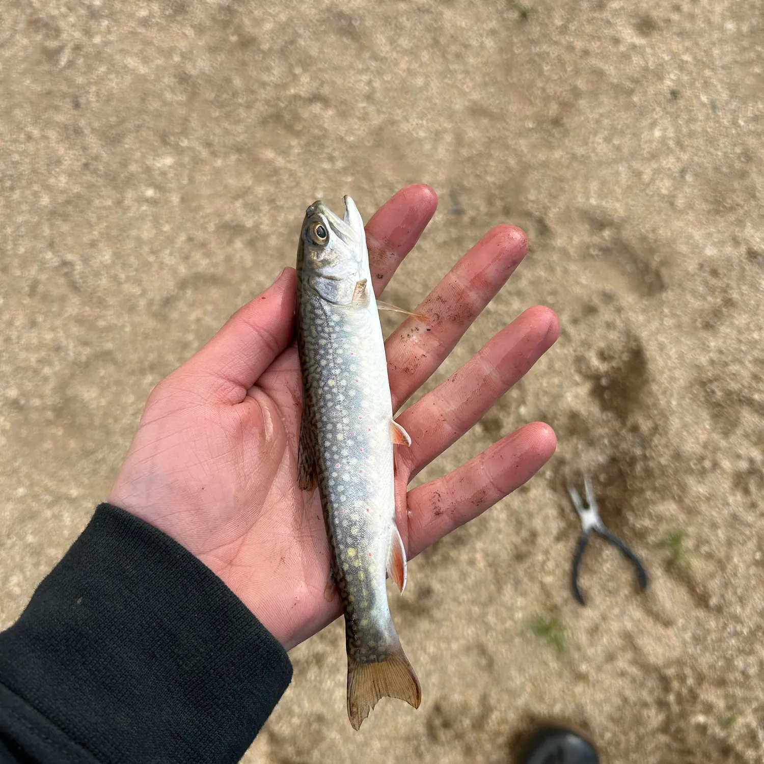 Brown trout caught on Fishbrain