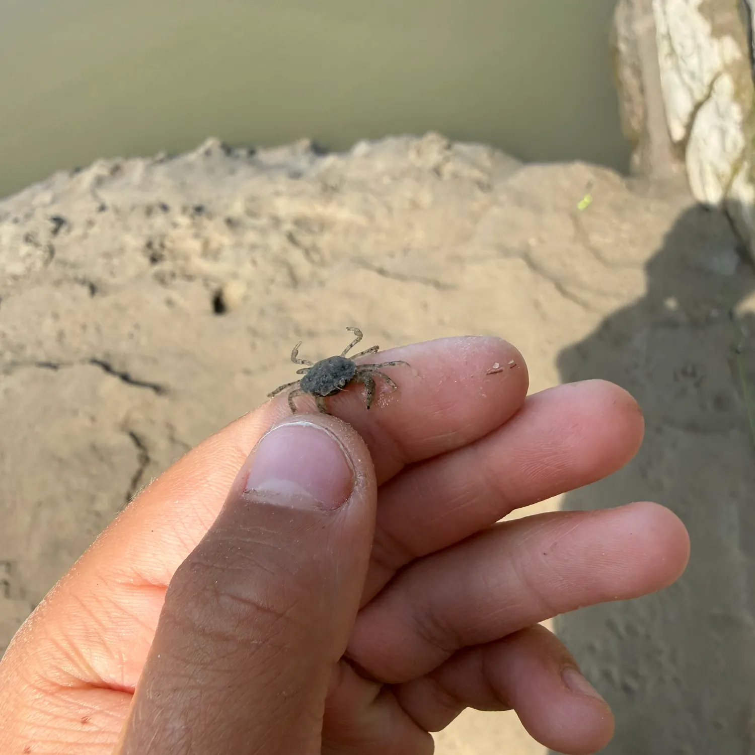 The most recent Atlantic rock crab catches on Fishbrain