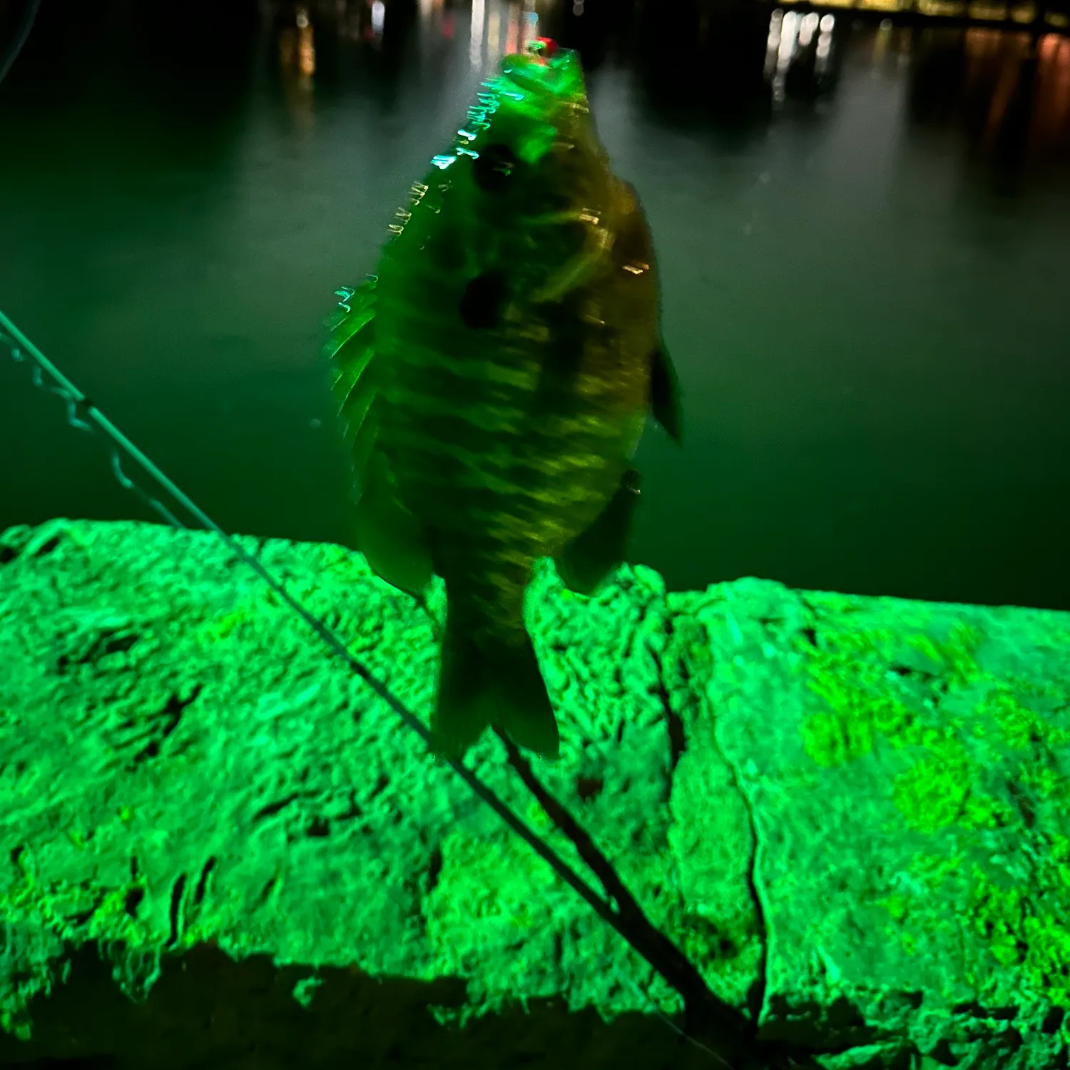 Bluegill caught on Fishbrain