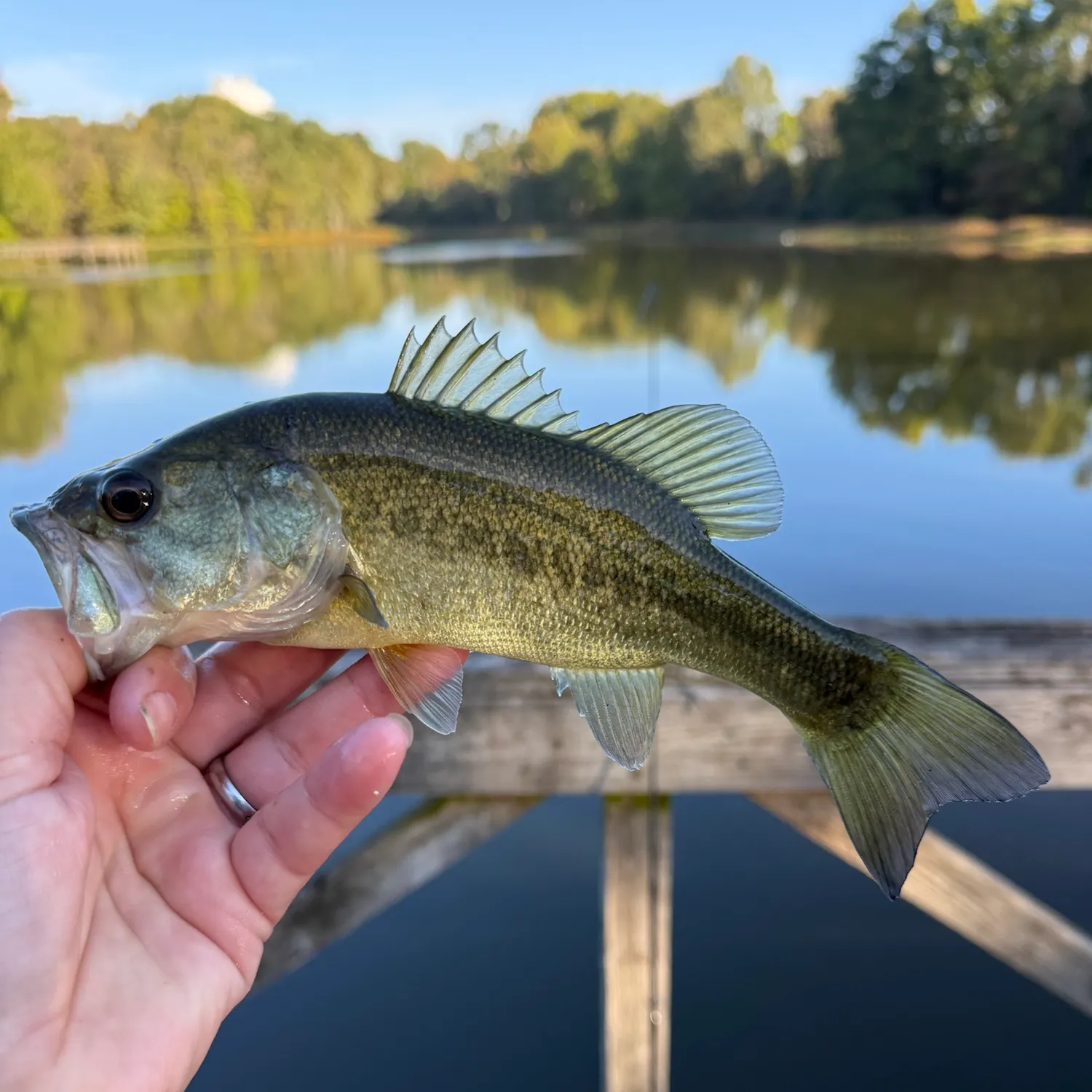 Largemouth bass caught on Fishbrain