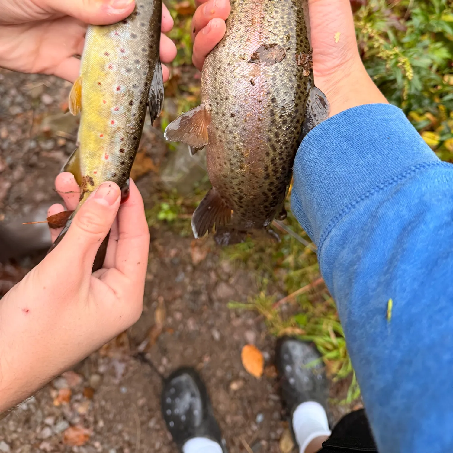Rainbow trout caught on Fishbrain