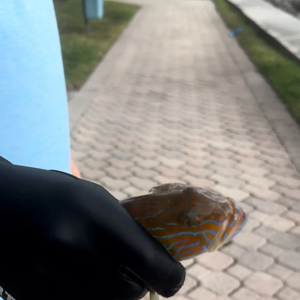 The most recent Sand perch catches on Fishbrain