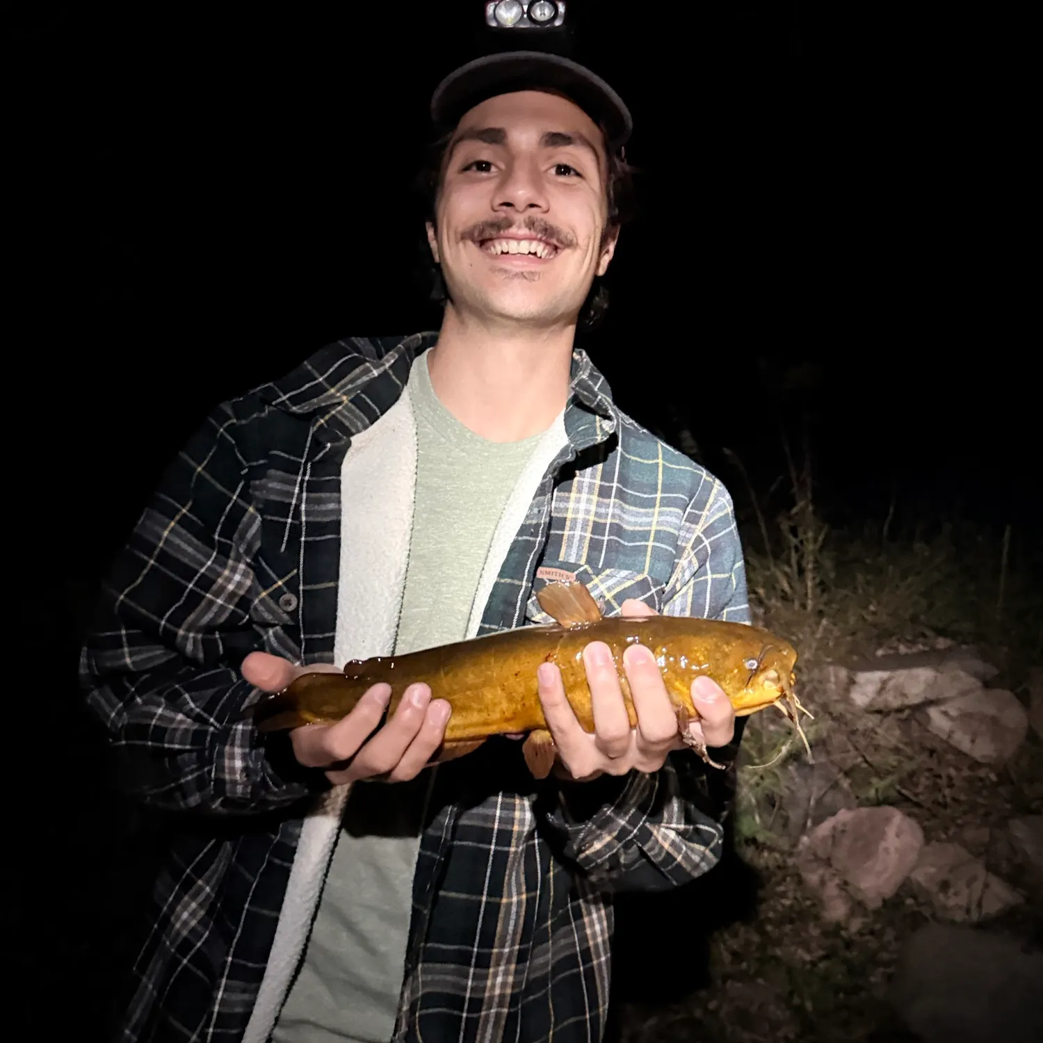 Yellow bullhead caught on Fishbrain
