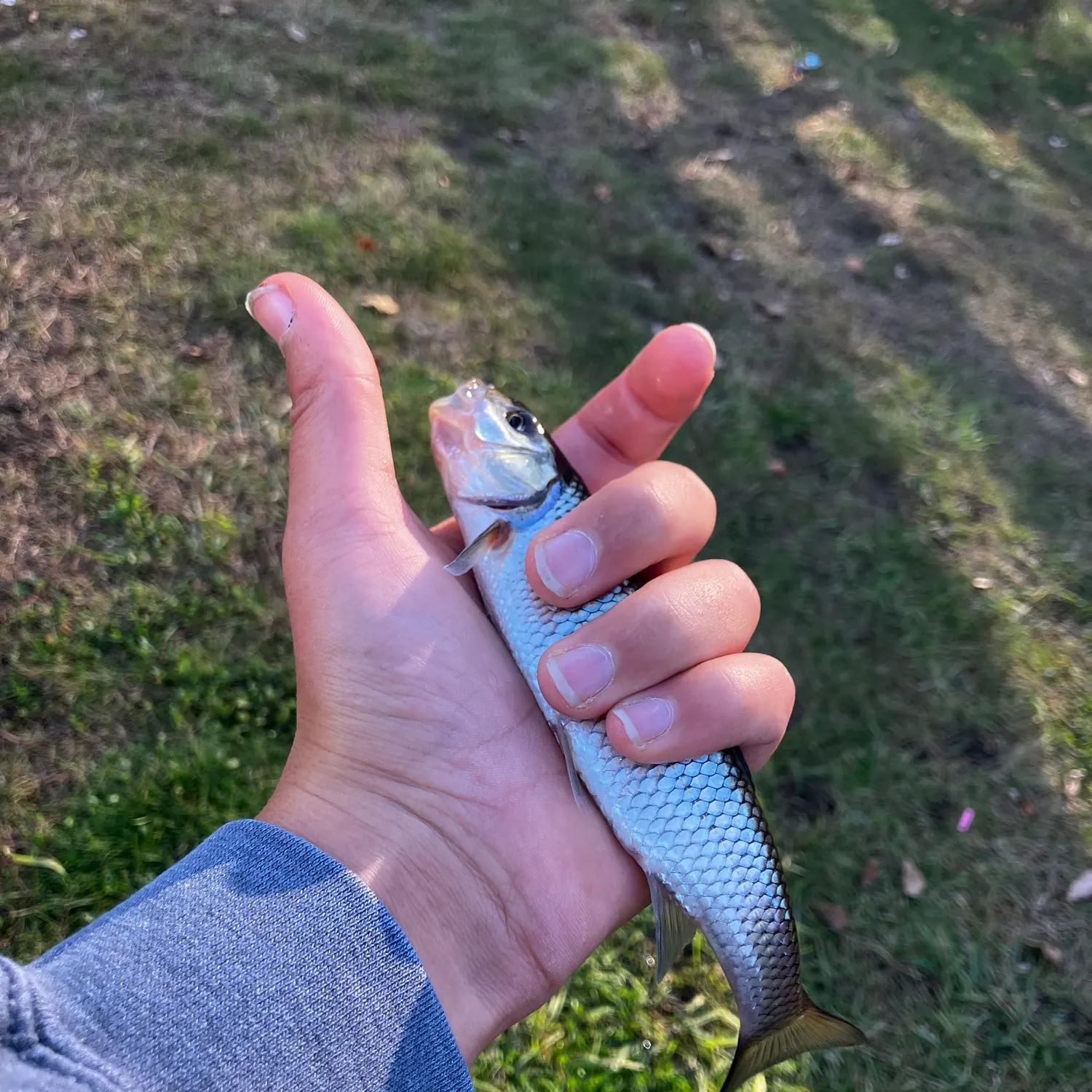Fallfish caught on Fishbrain