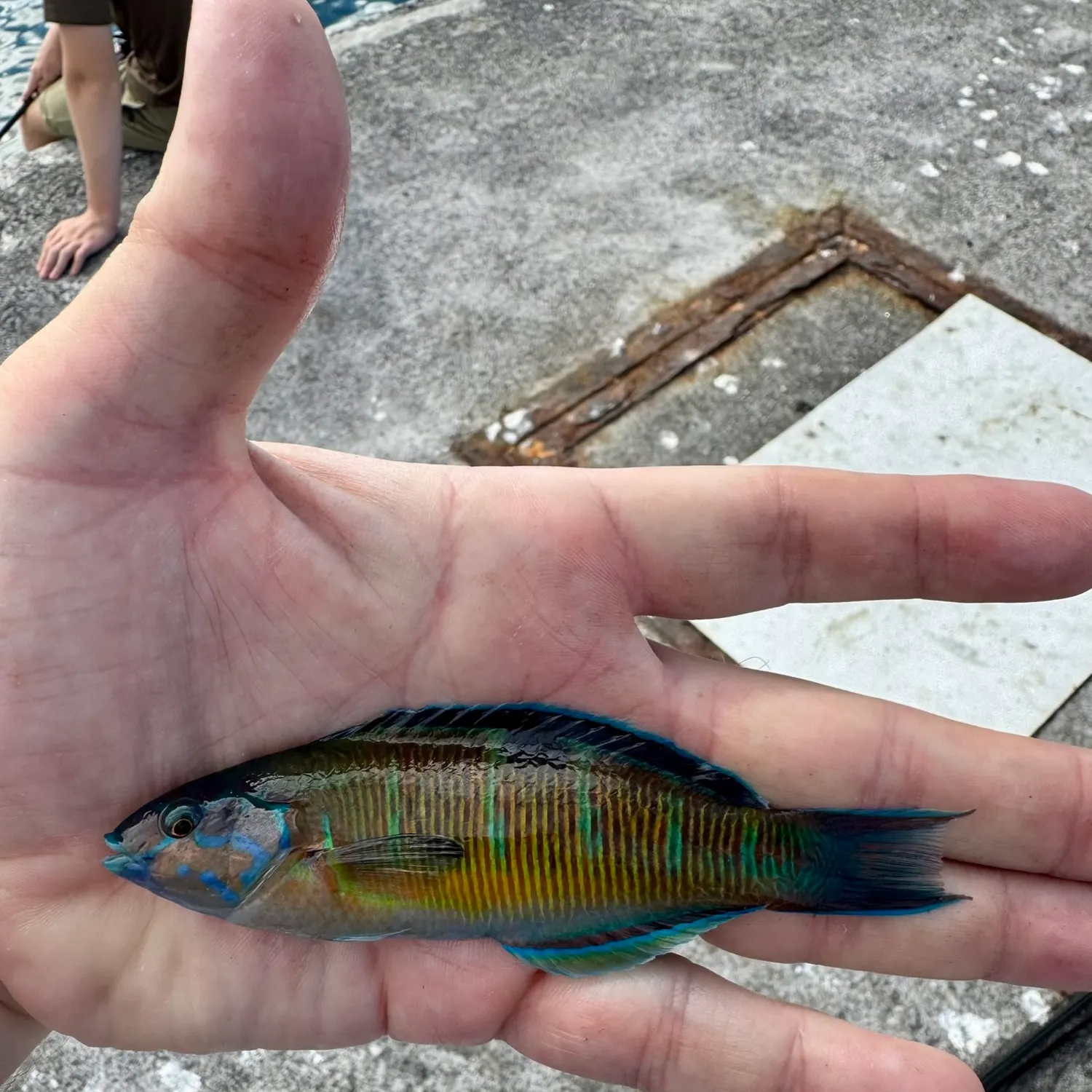 The most recent Ornate wrasse catches on Fishbrain