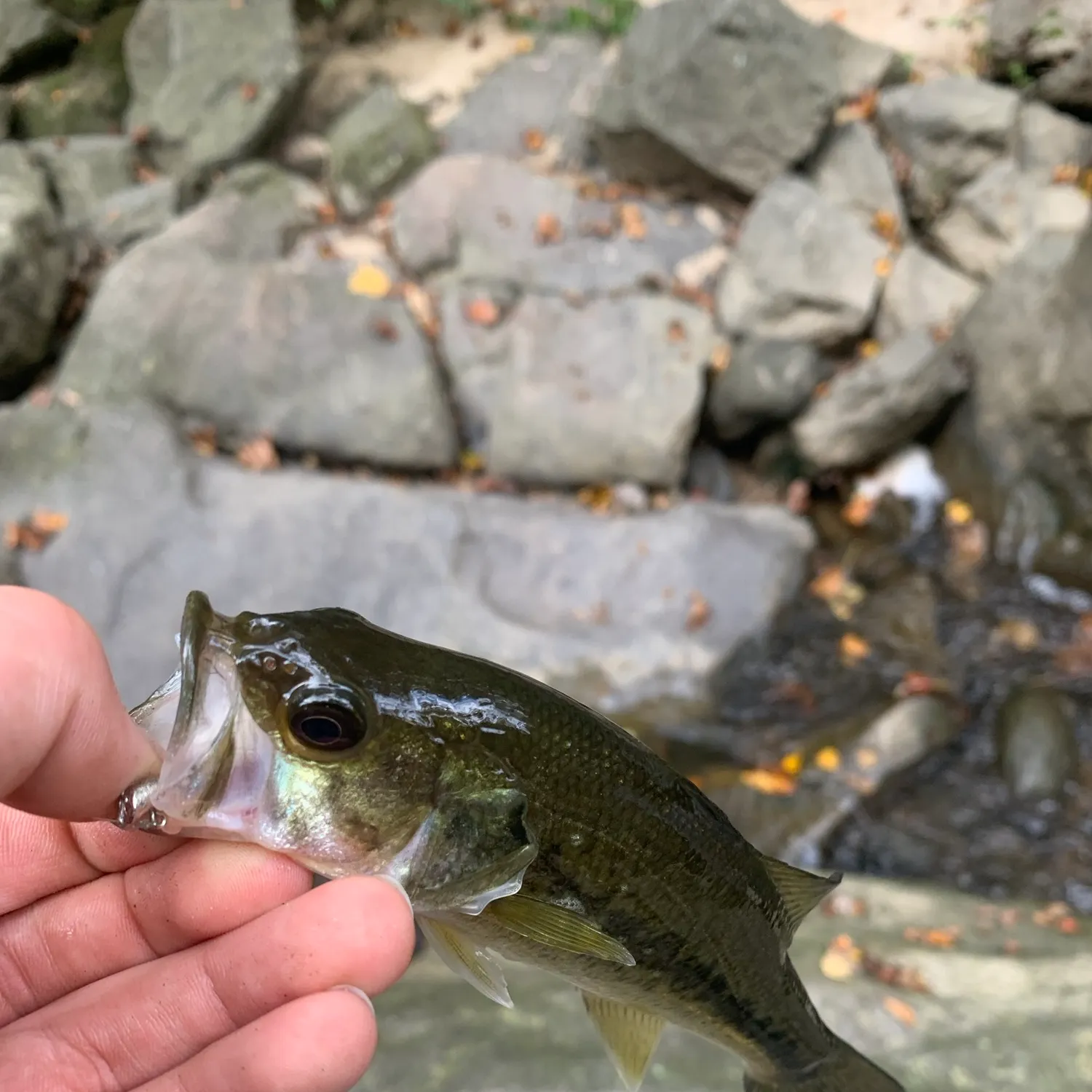 Smallmouth bass caught on Fishbrain