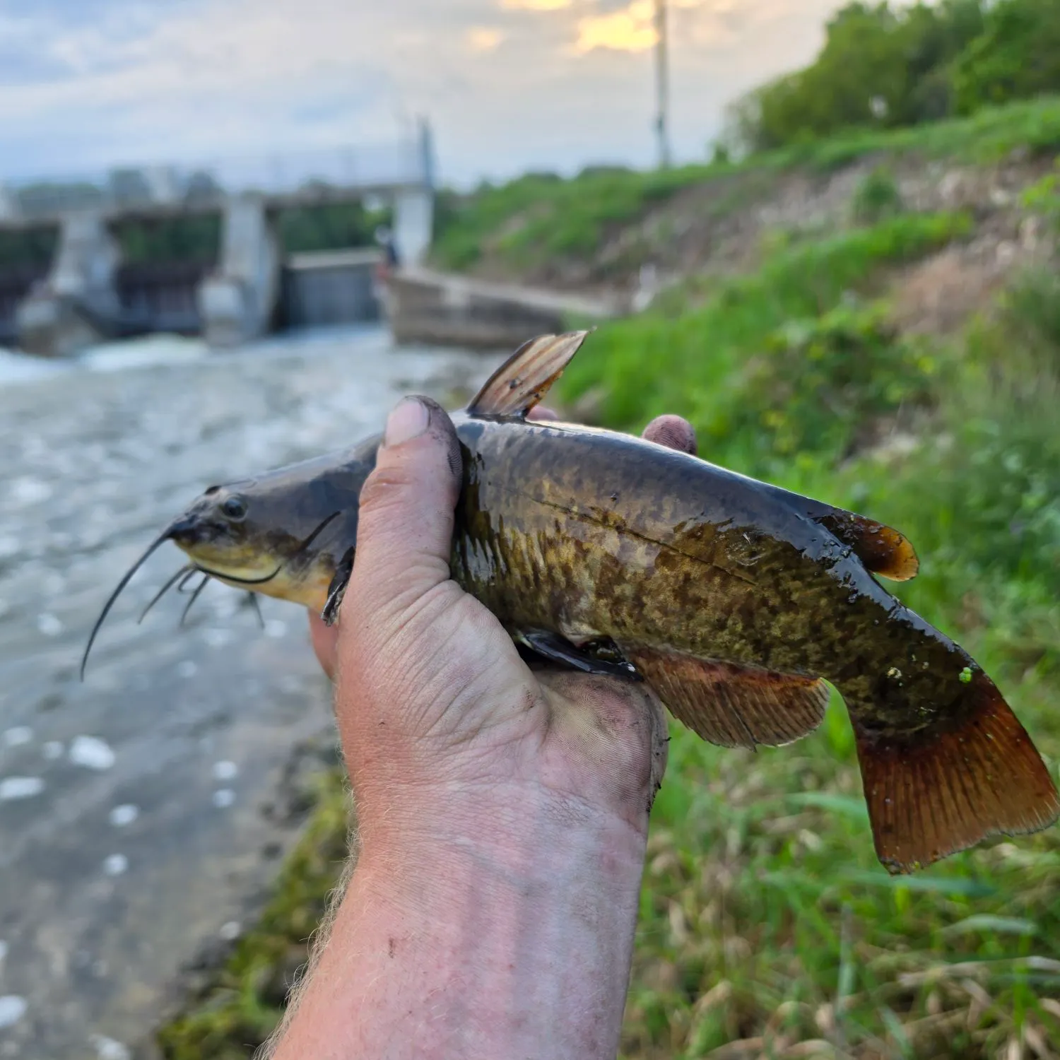Brown bullhead caught on Fishbrain
