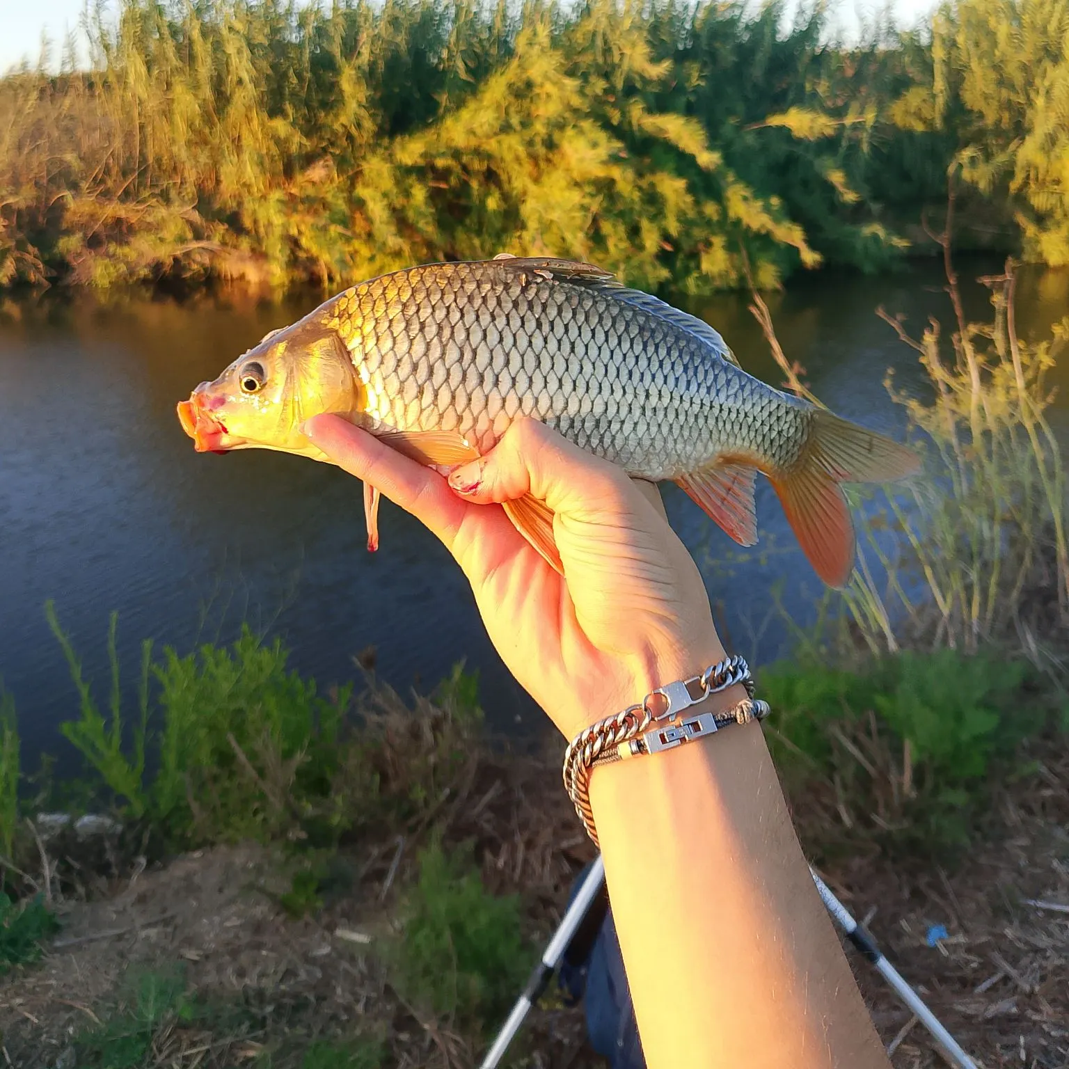 Common carp caught on Fishbrain