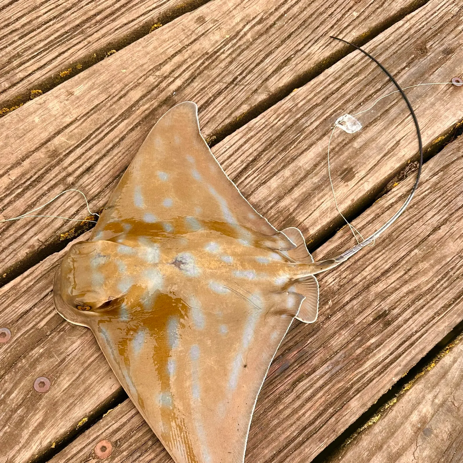The most recent Australian bull ray catches on Fishbrain