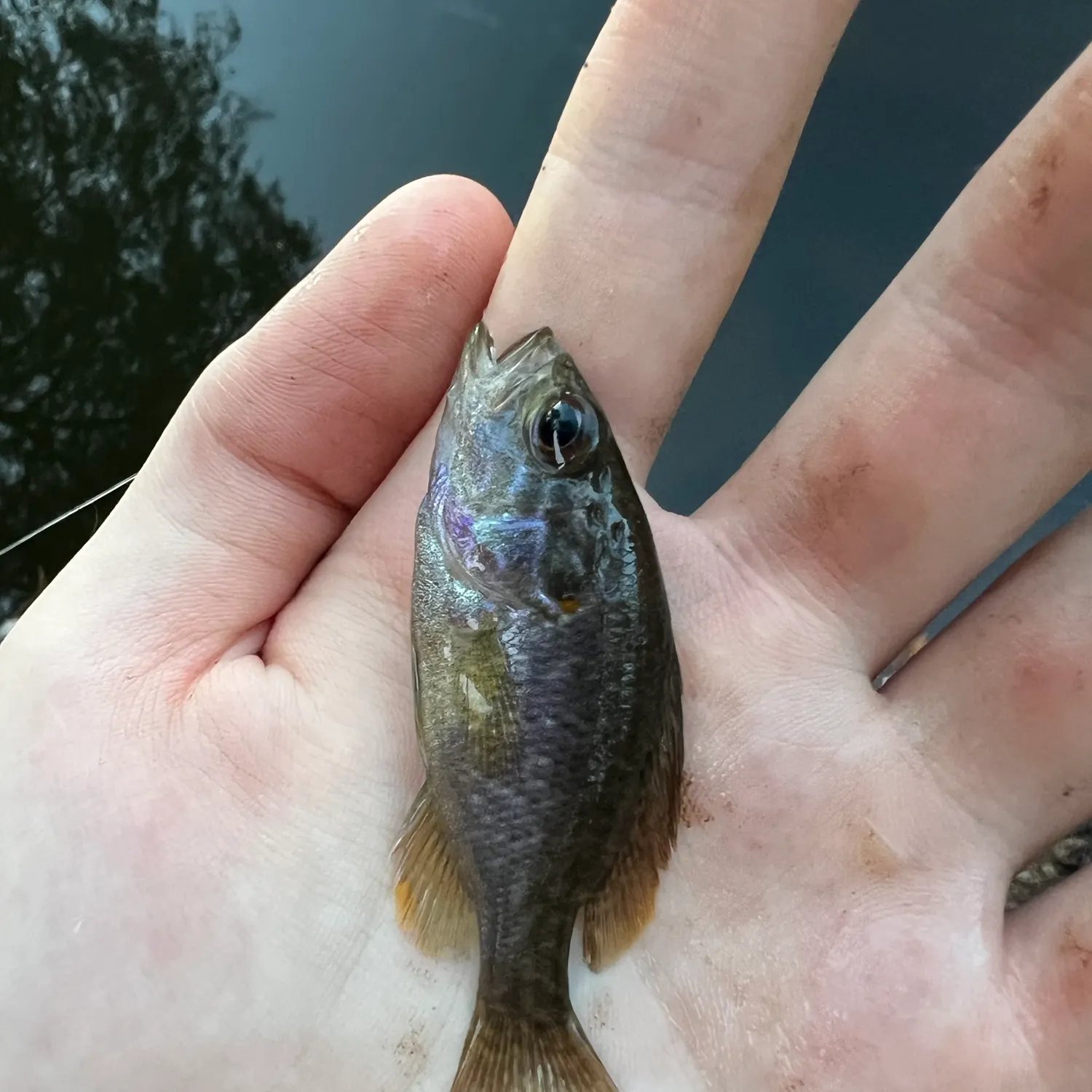 Warmouth caught on Fishbrain