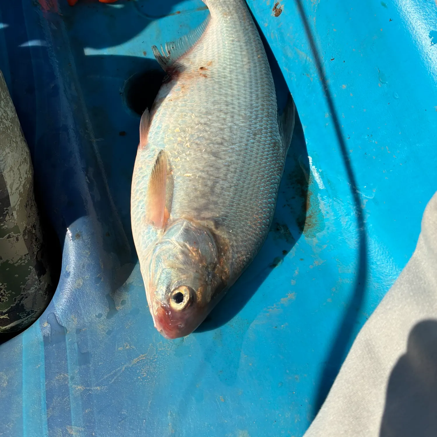 The most recent Mooneye catches on Fishbrain