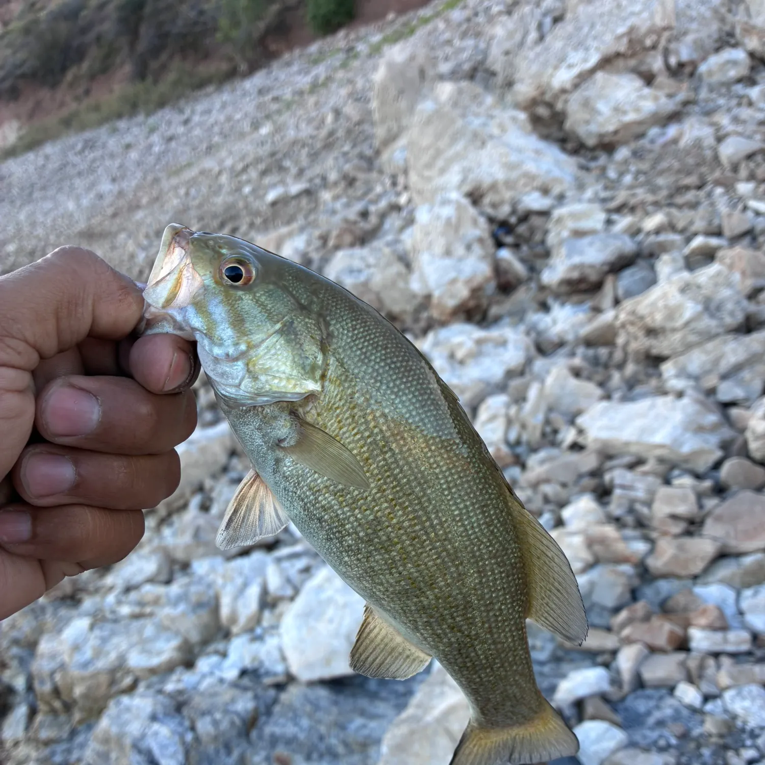 Smallmouth bass caught on Fishbrain