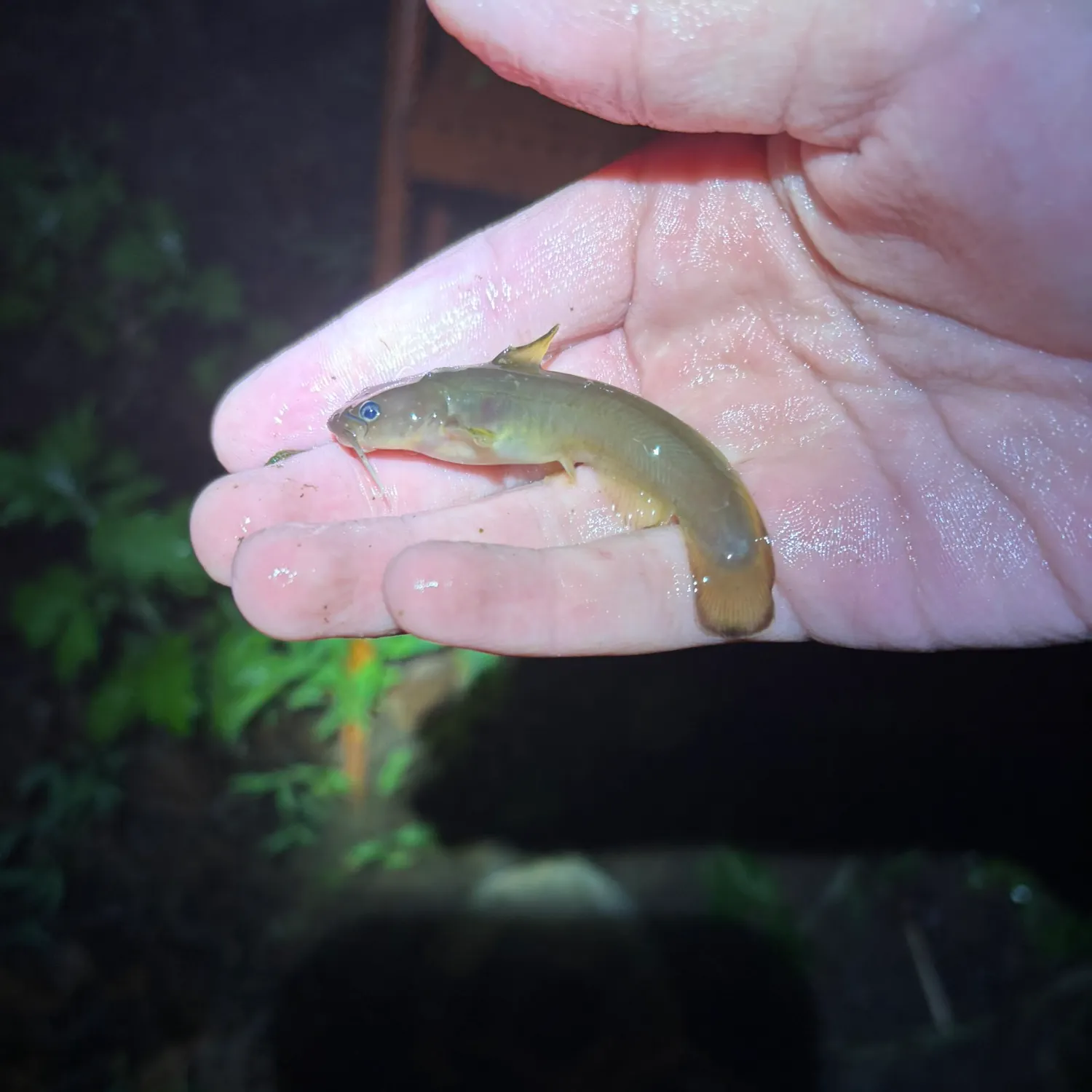 The most recent Margined madtom catches on Fishbrain