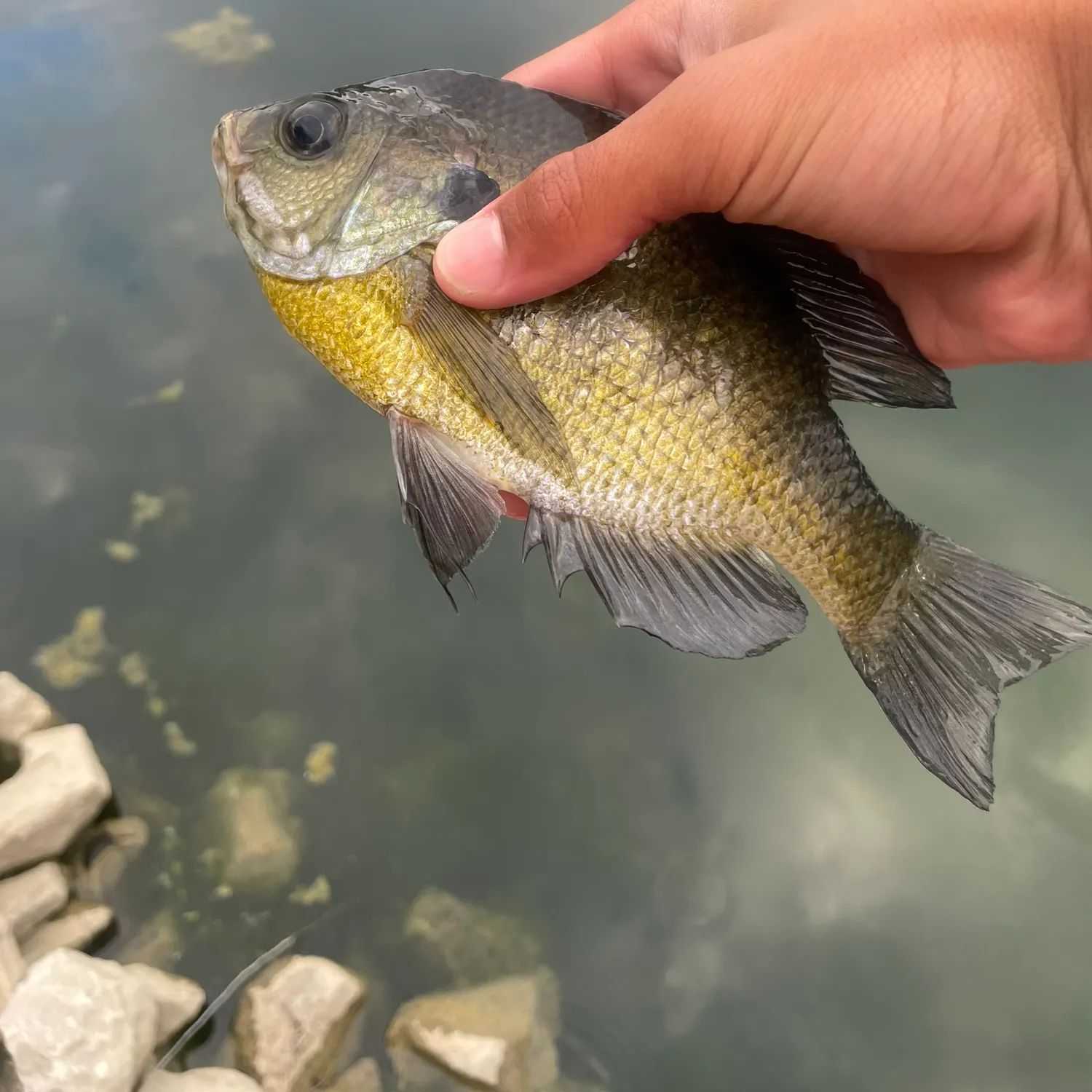 Bluegill caught on Fishbrain