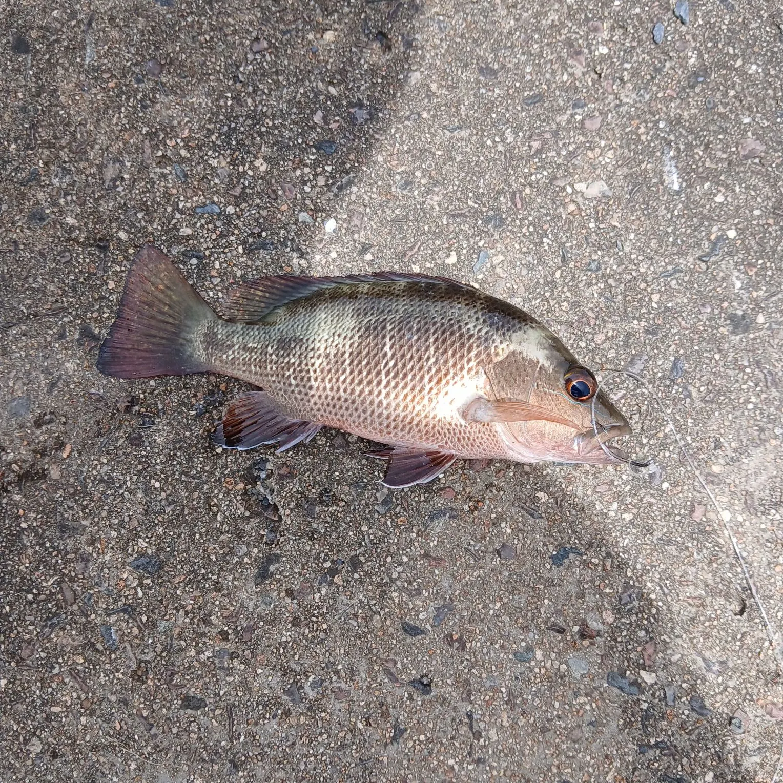 The most recent Mangrove red snapper catches on Fishbrain
