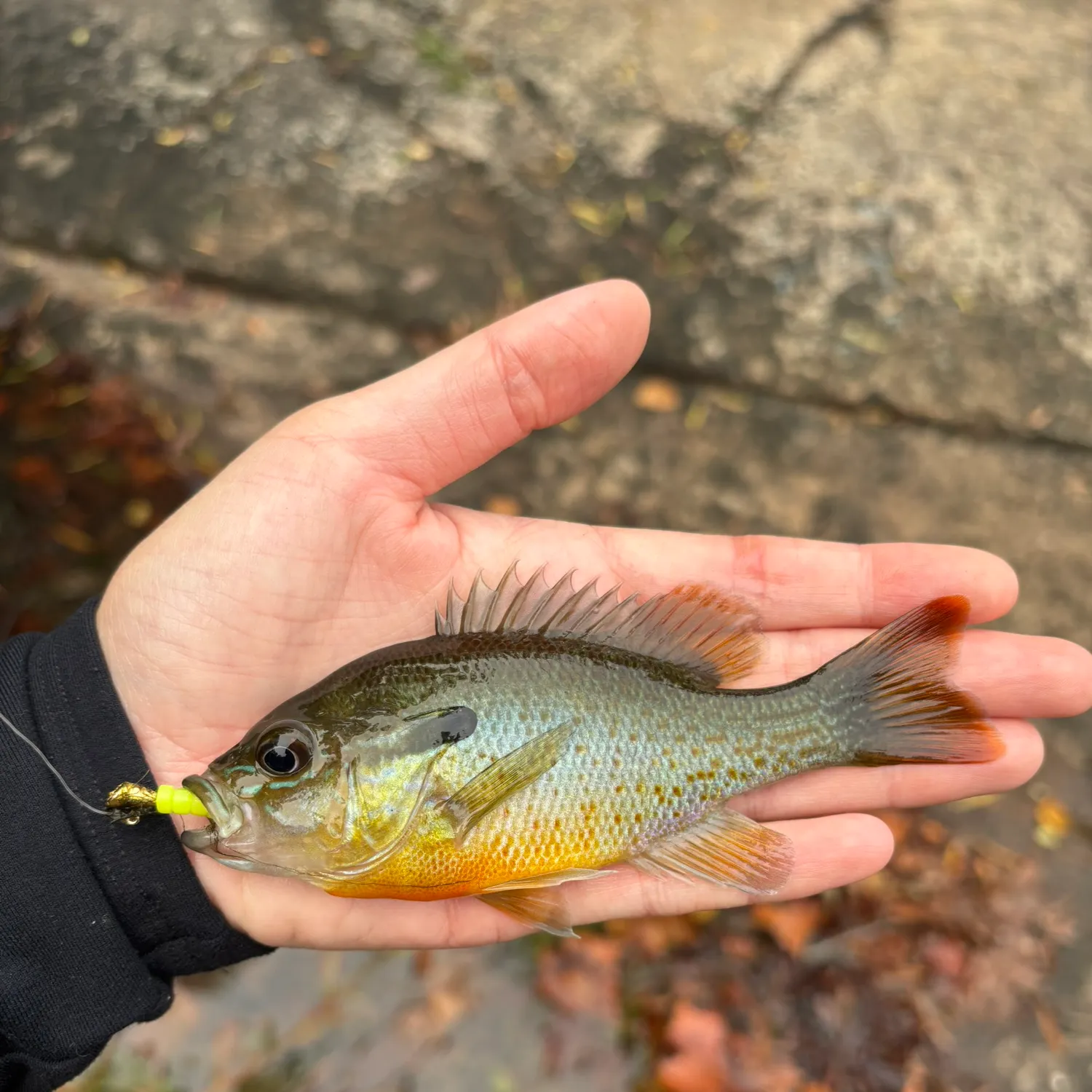 Redbreast sunfish caught on Fishbrain