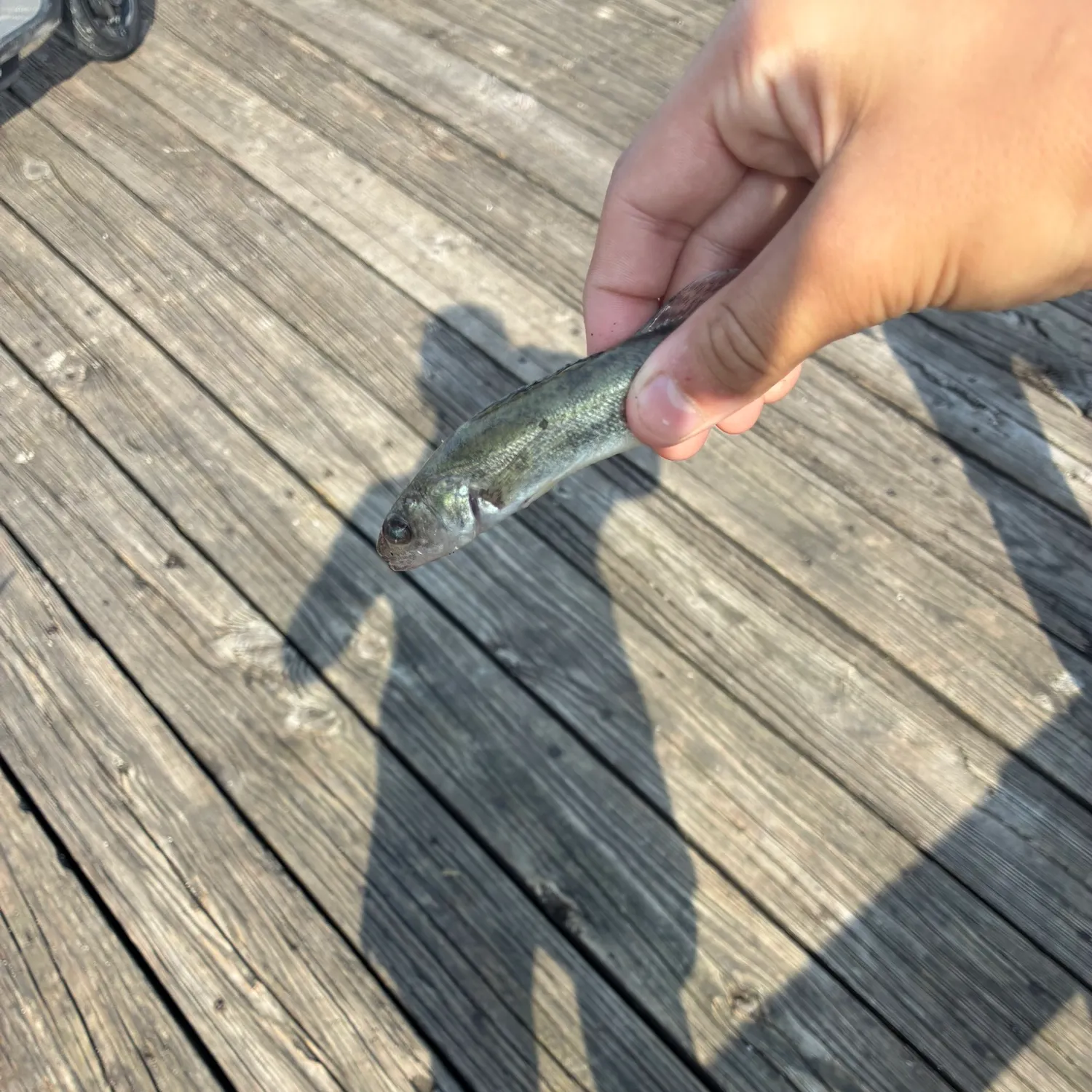 Saugeye caught on Fishbrain