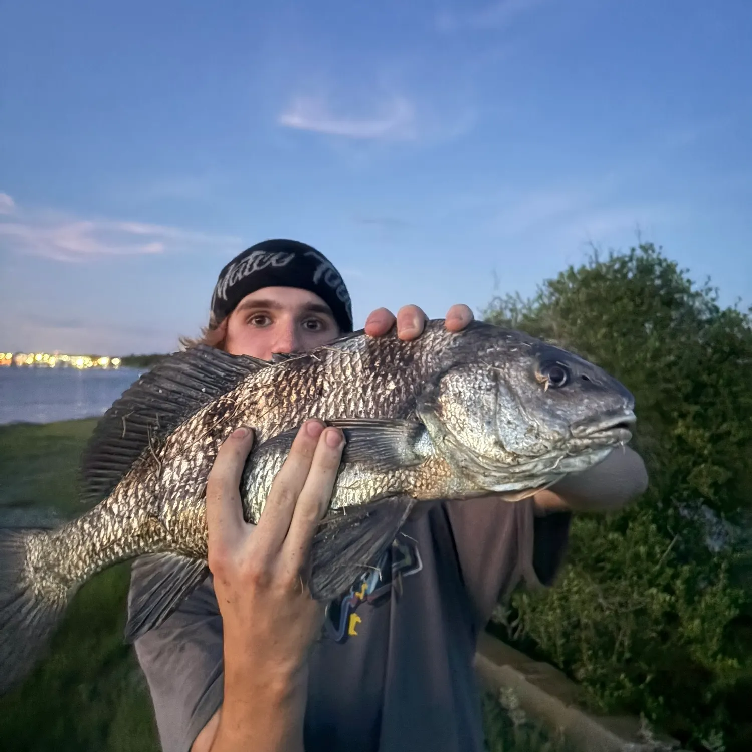 Black drum caught on Fishbrain