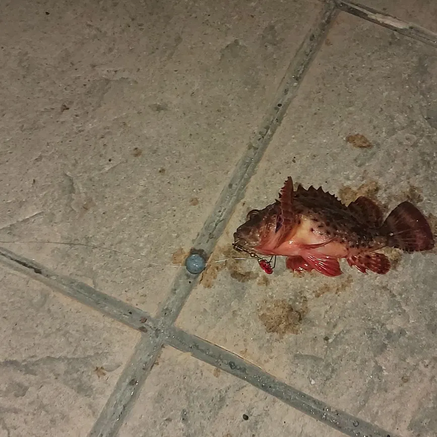 California scorpionfish caught on Fishbrain