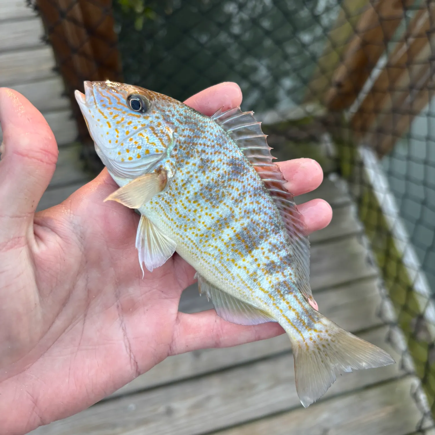 The most recent Pigfish catches on Fishbrain