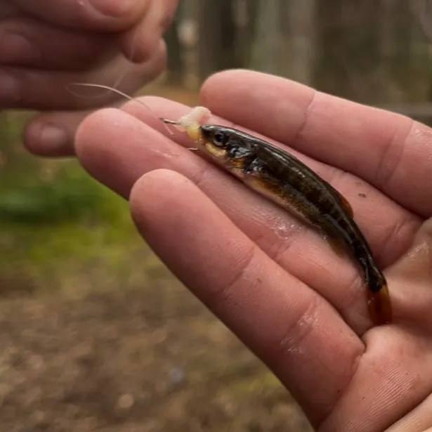 The most recent Eurasian minnow catches on Fishbrain